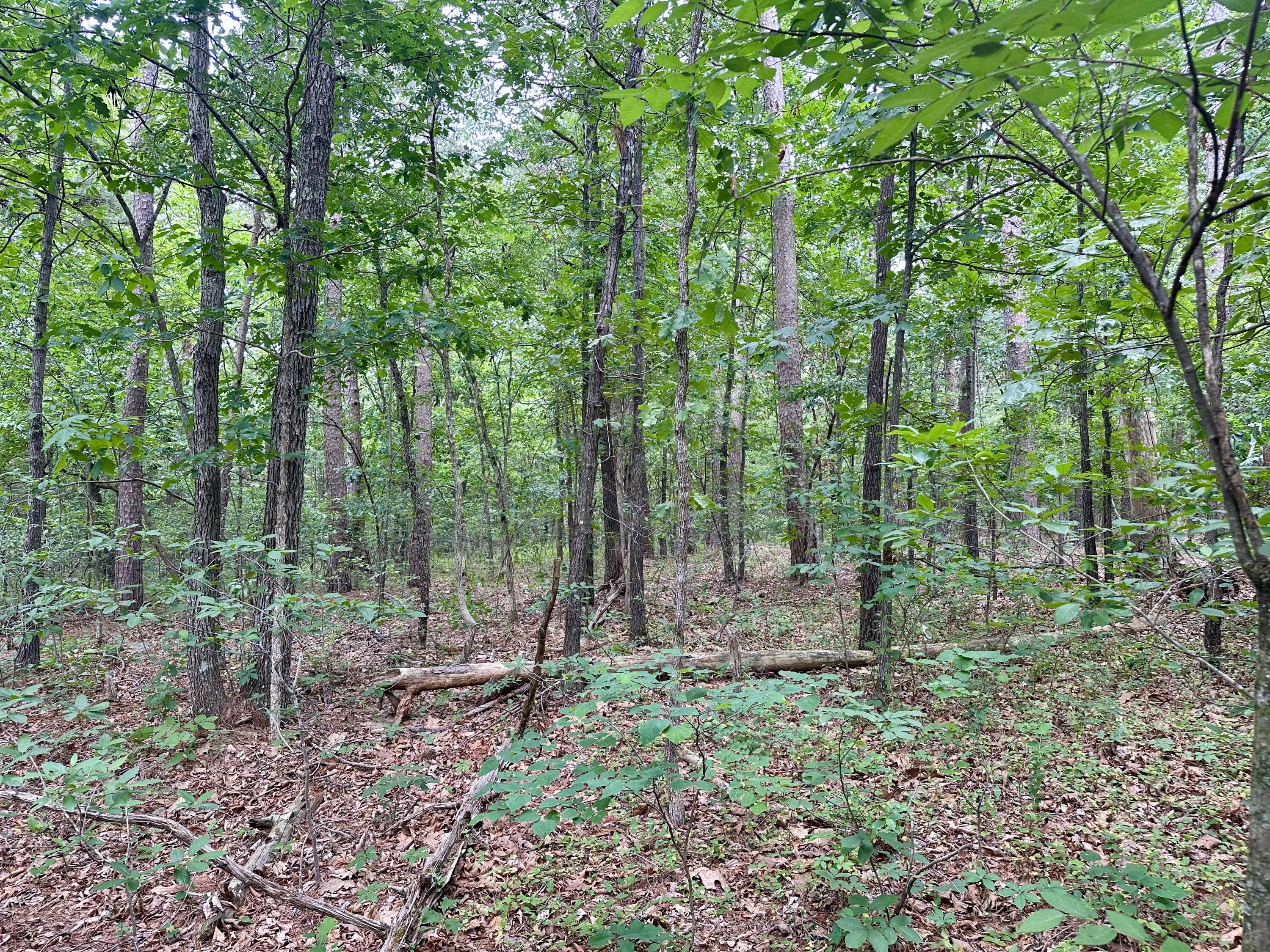 Photo 14 - Land for sale – 000  Carter 242   Grandin, MO