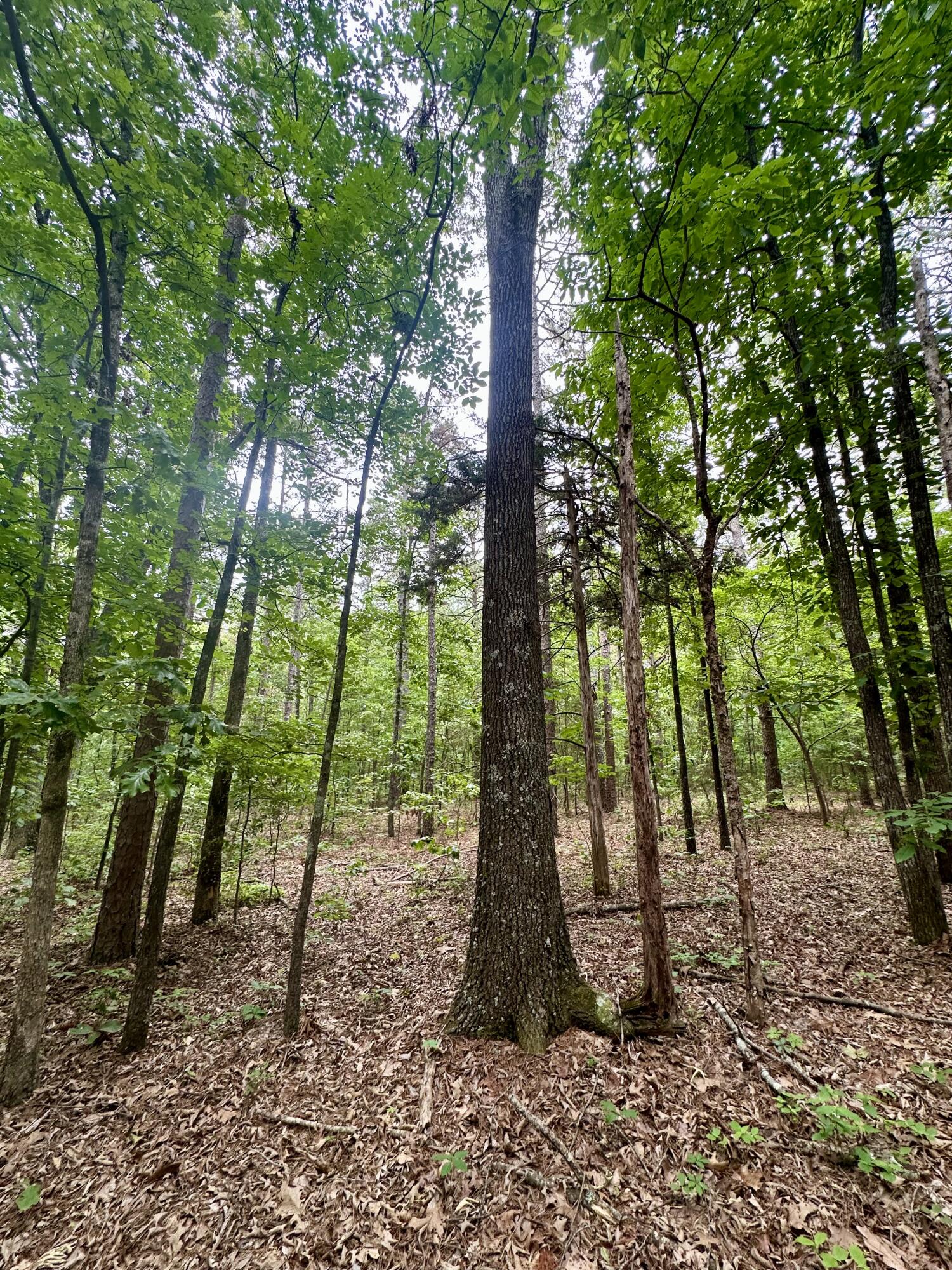 Photo 3 - Land for sale – 000  Carter 242   Grandin, MO