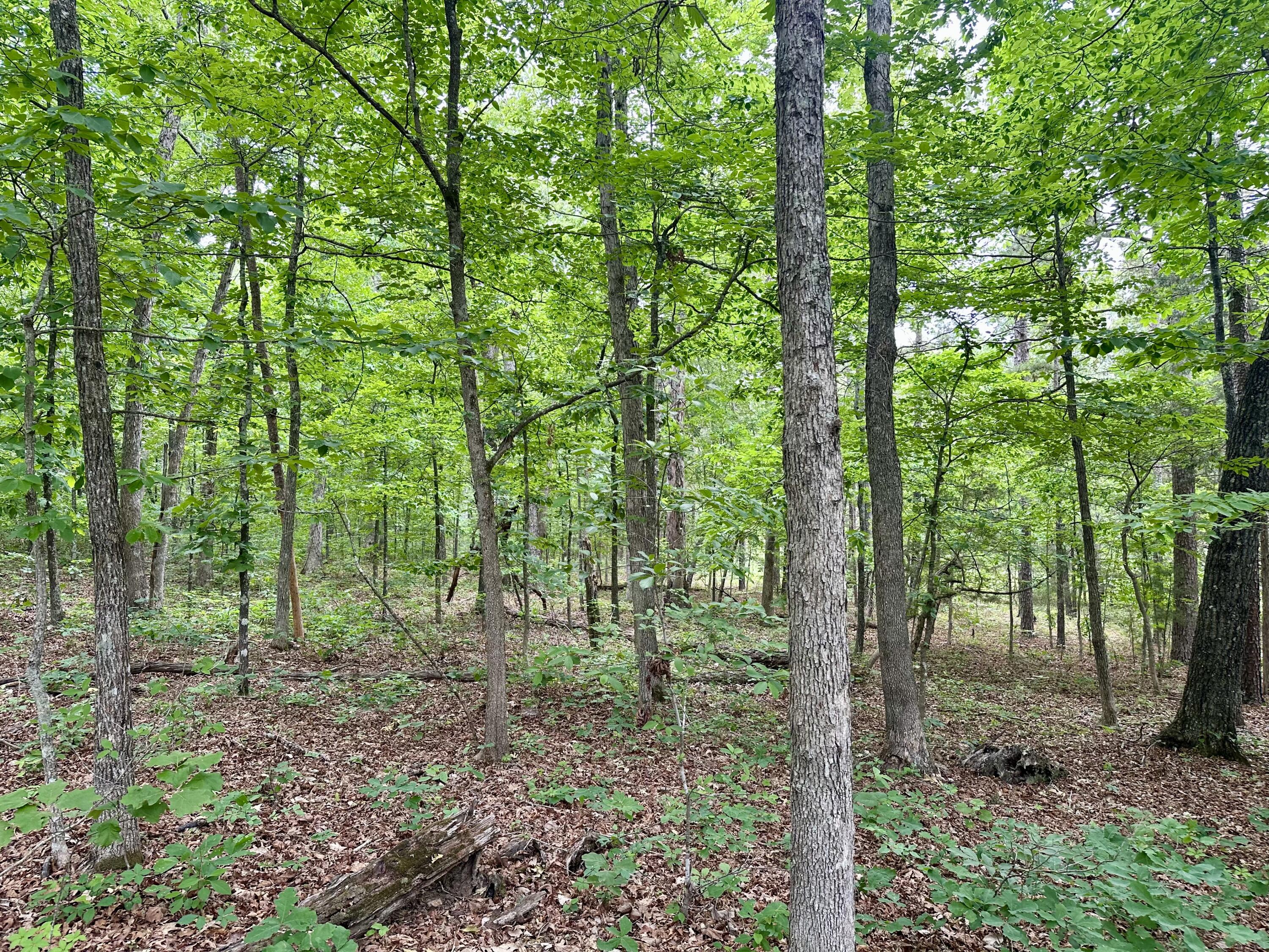 Photo 16 - Land for sale – 000  Carter 242   Grandin, MO