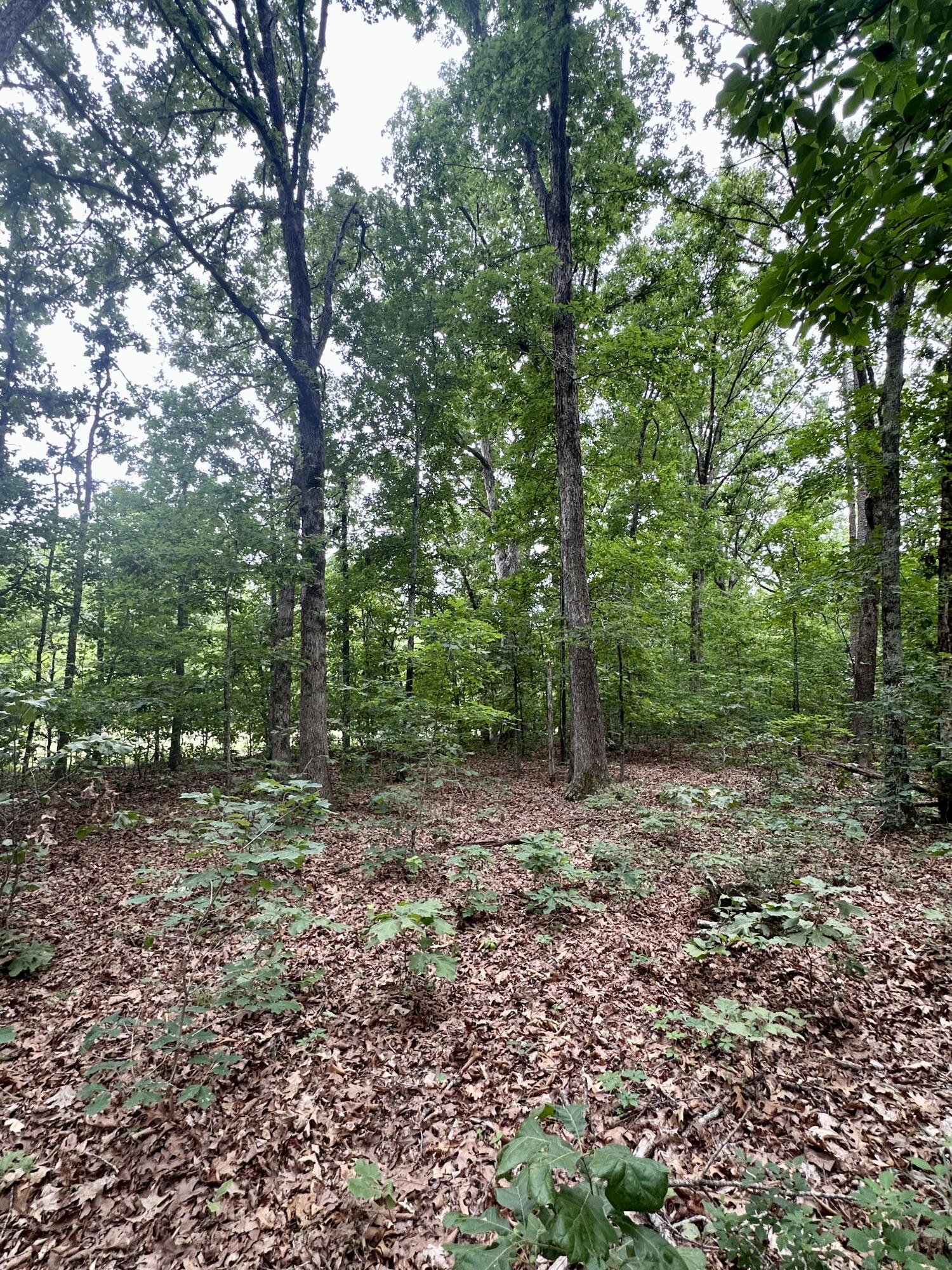 Photo 17 - Land for sale – 000  Carter 242   Grandin, MO