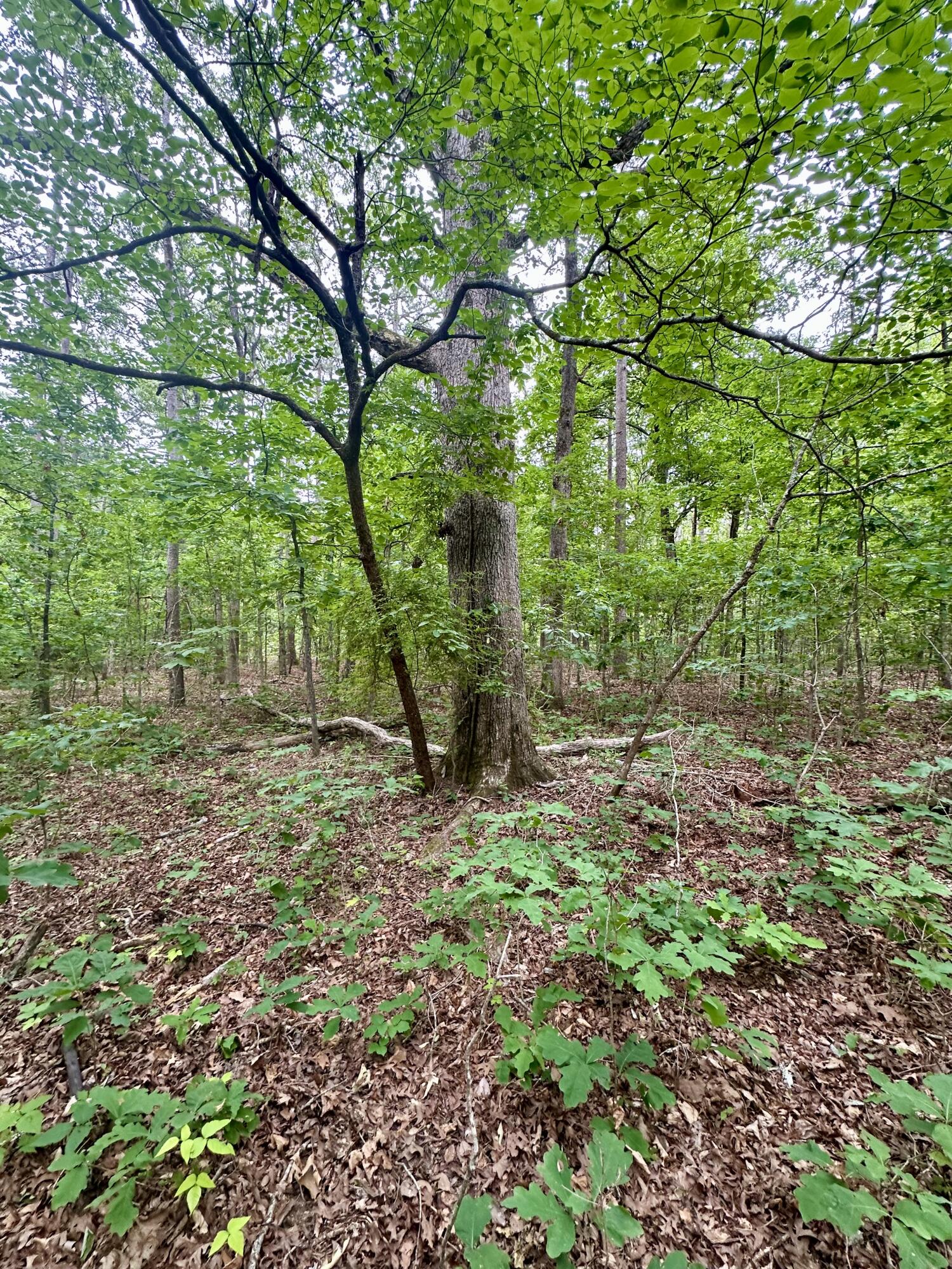 Photo 5 - Land for sale – 000  Carter 242   Grandin, MO