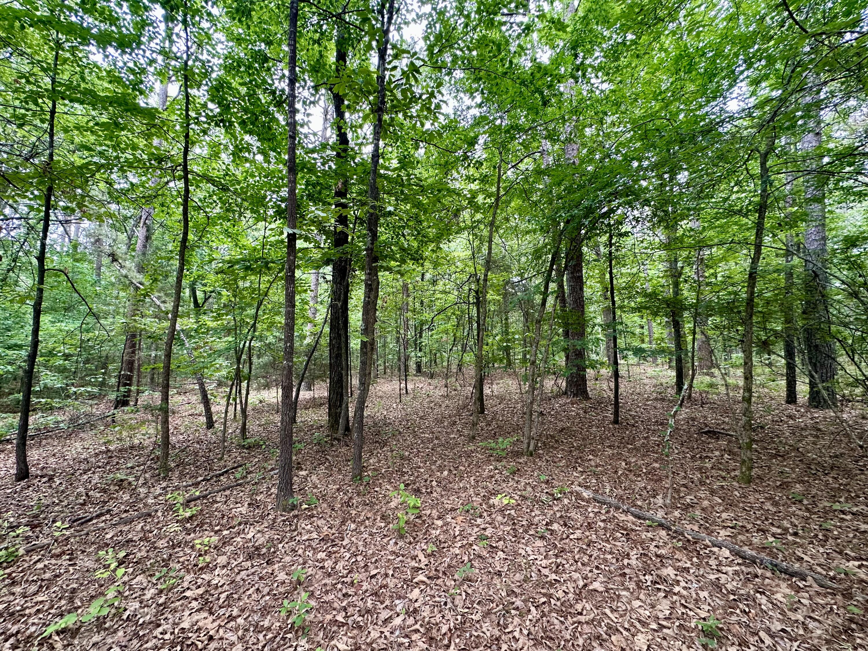 Photo 6 - Land for sale – 000  Carter 242   Grandin, MO