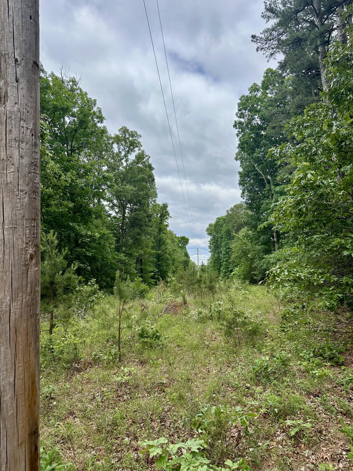 Photo 7 - Land for sale – 000  Carter 242   Grandin, MO