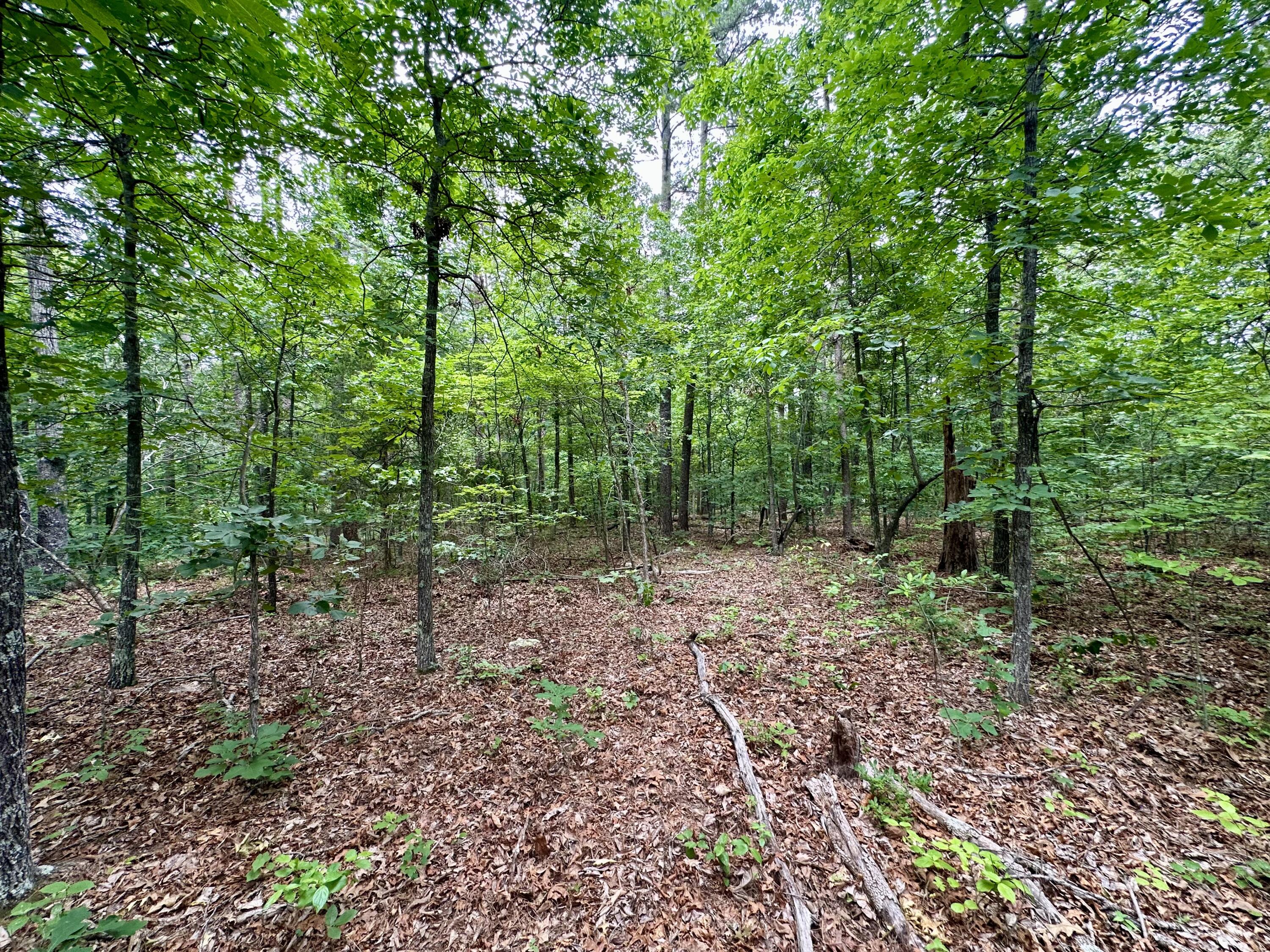 Photo 19 - Land for sale – 000  Carter 242   Grandin, MO