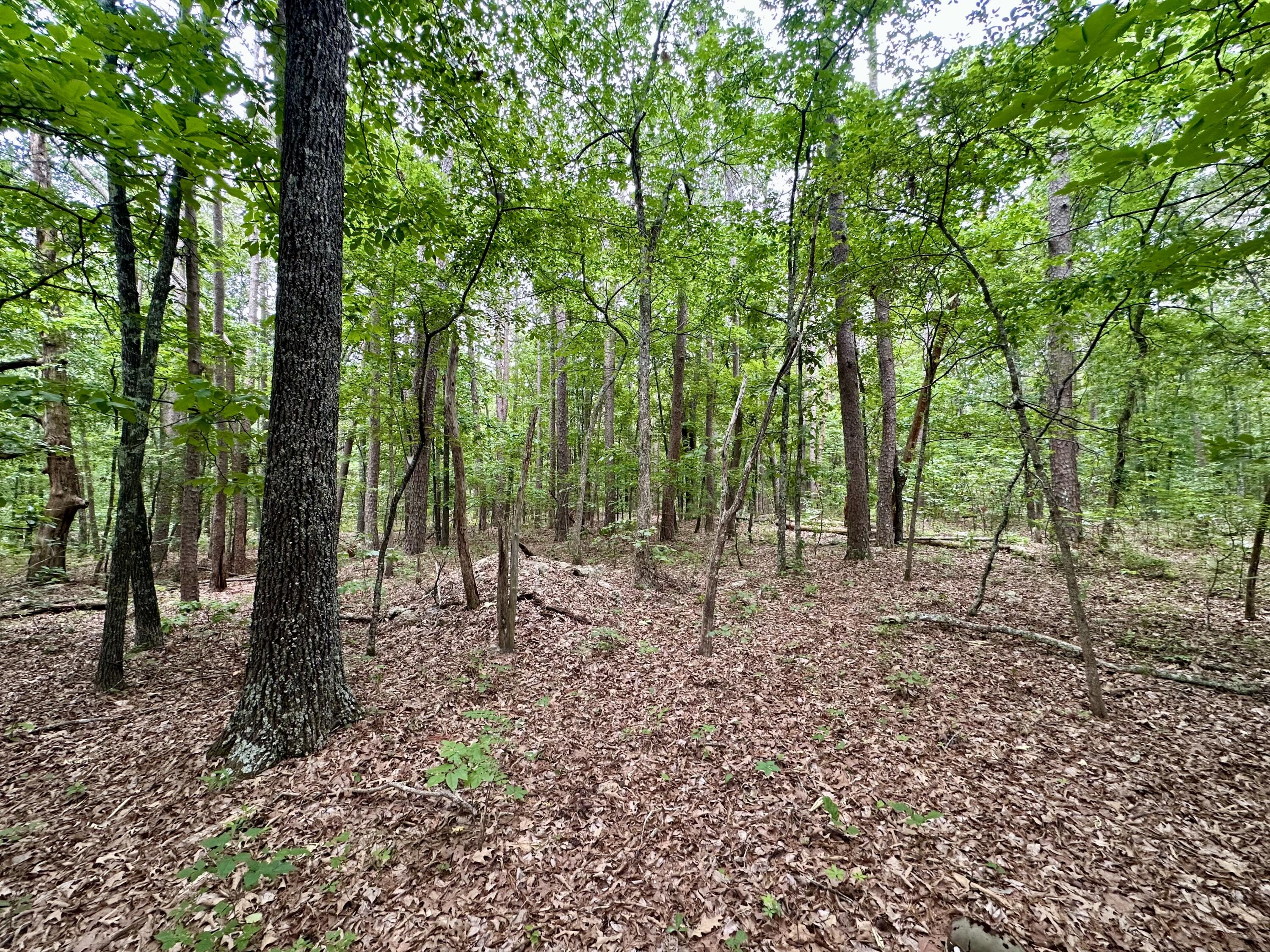 Photo 4 - Land for sale – 000  Carter 242   Grandin, MO