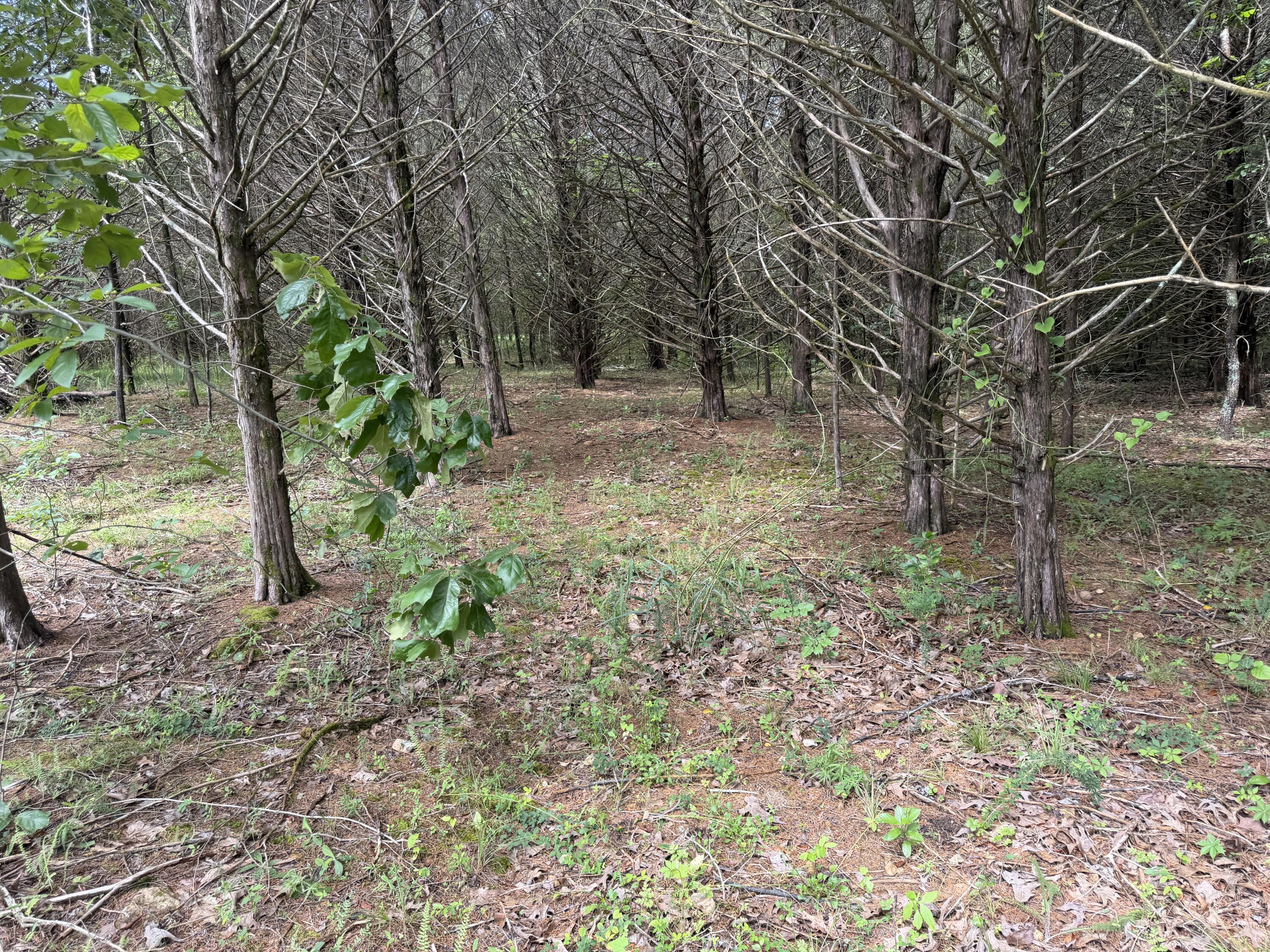 Photo 13 - Land for sale – 000  County Road 318   Tecumseh, MO