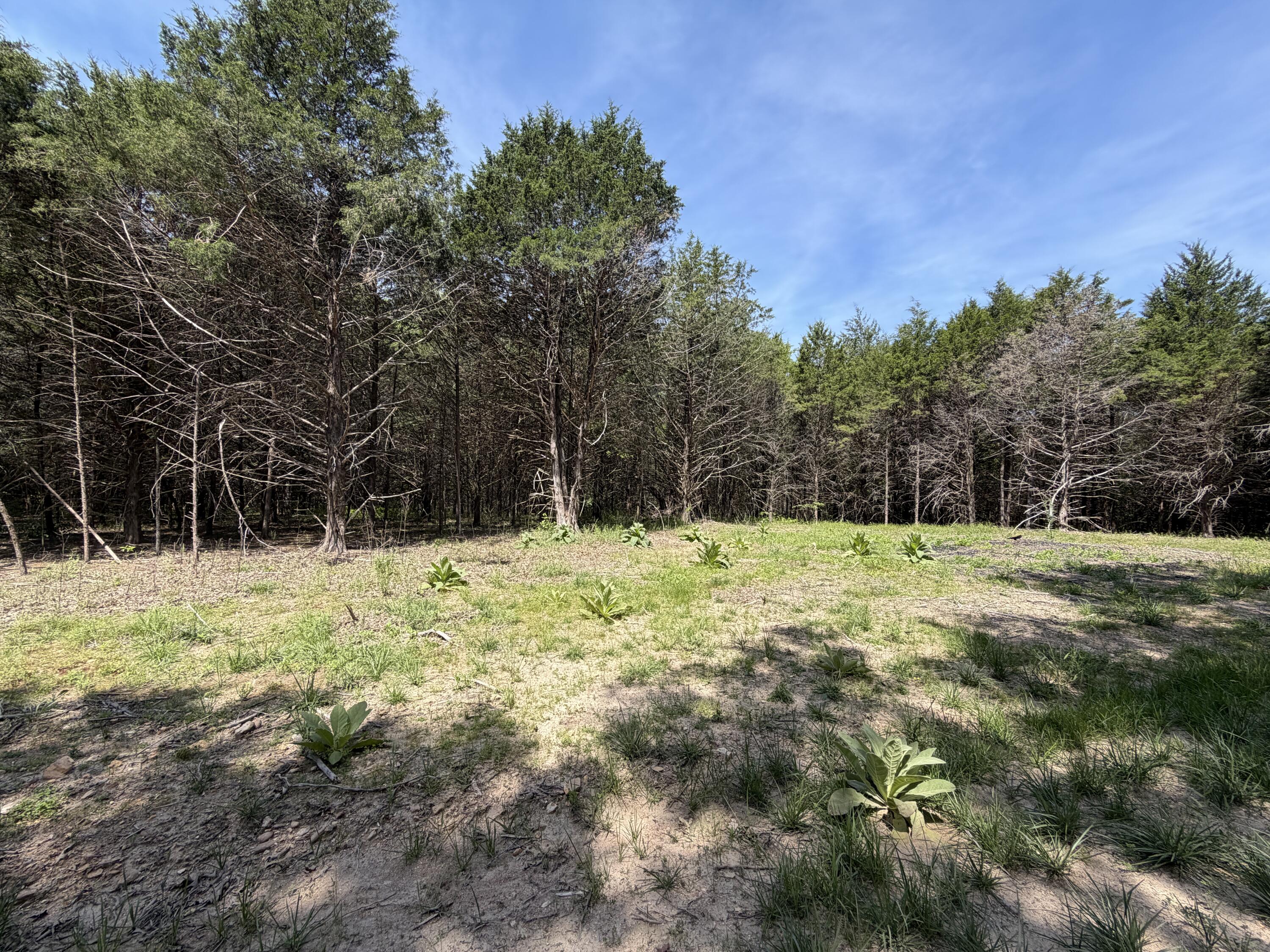 Photo 23 - Land for sale – 000  County Road 318   Tecumseh, MO