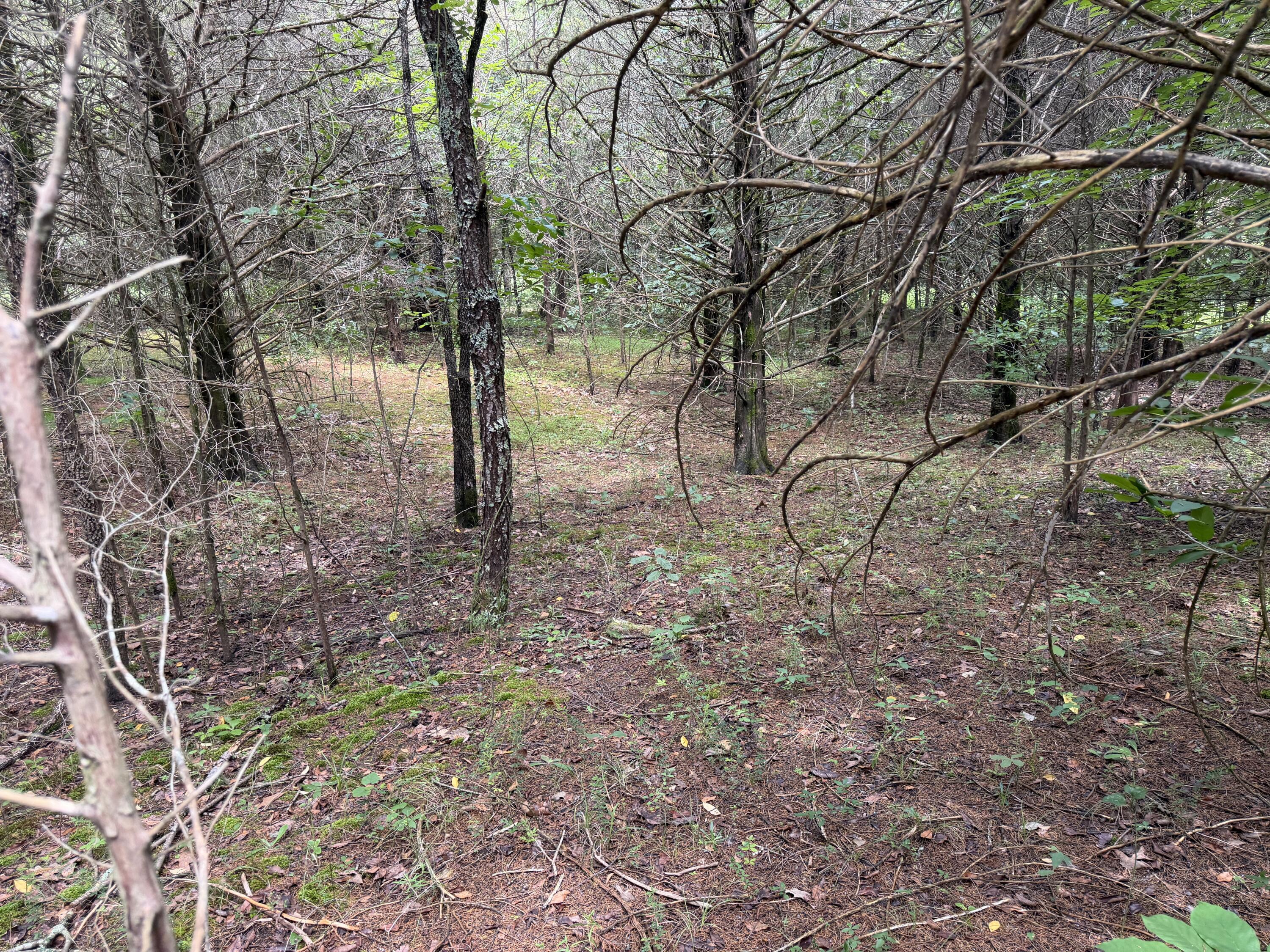 Photo 6 - Land for sale – 000  County Road 318   Tecumseh, MO