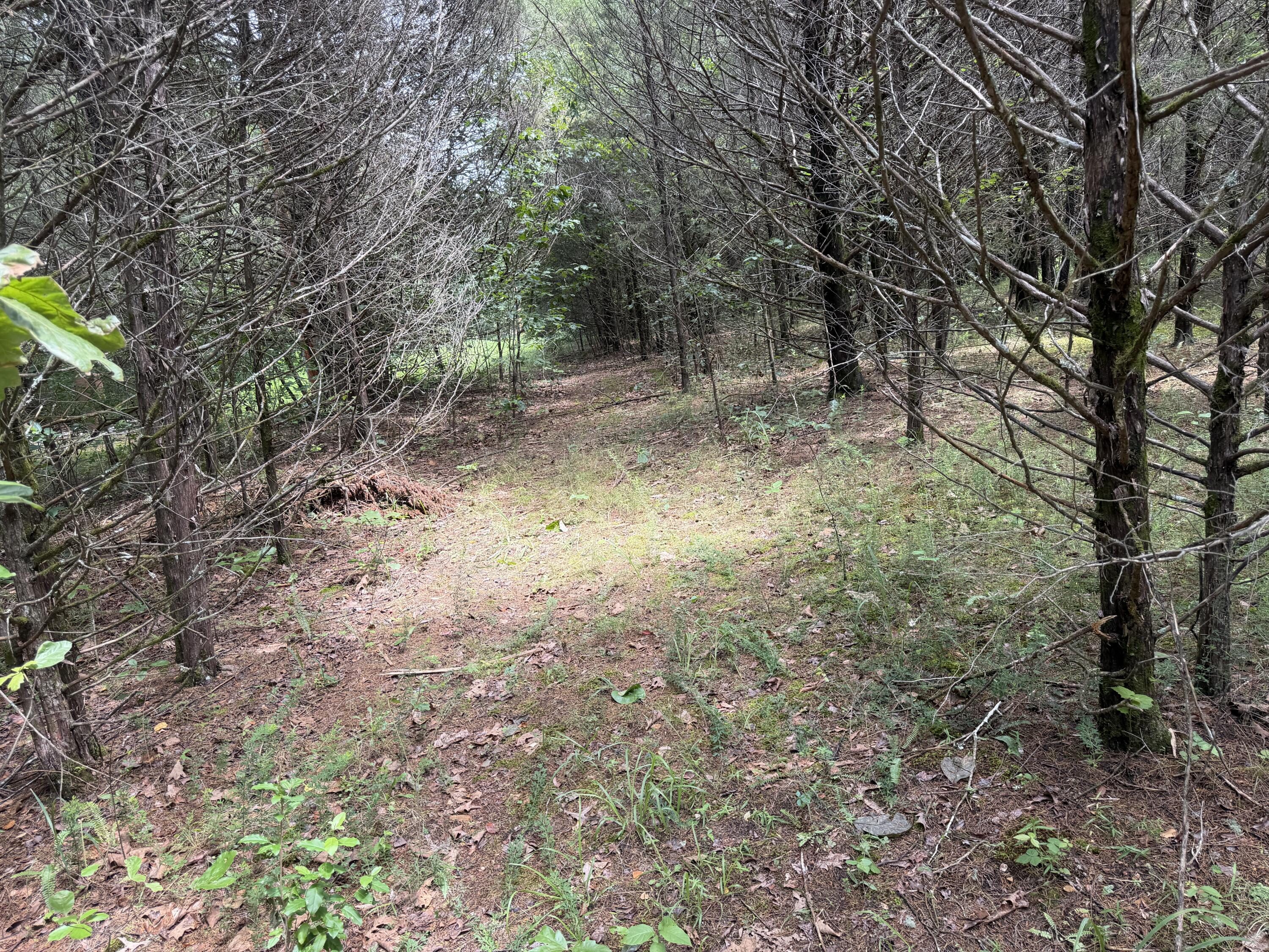 Photo 17 - Land for sale – 000  County Road 318   Tecumseh, MO