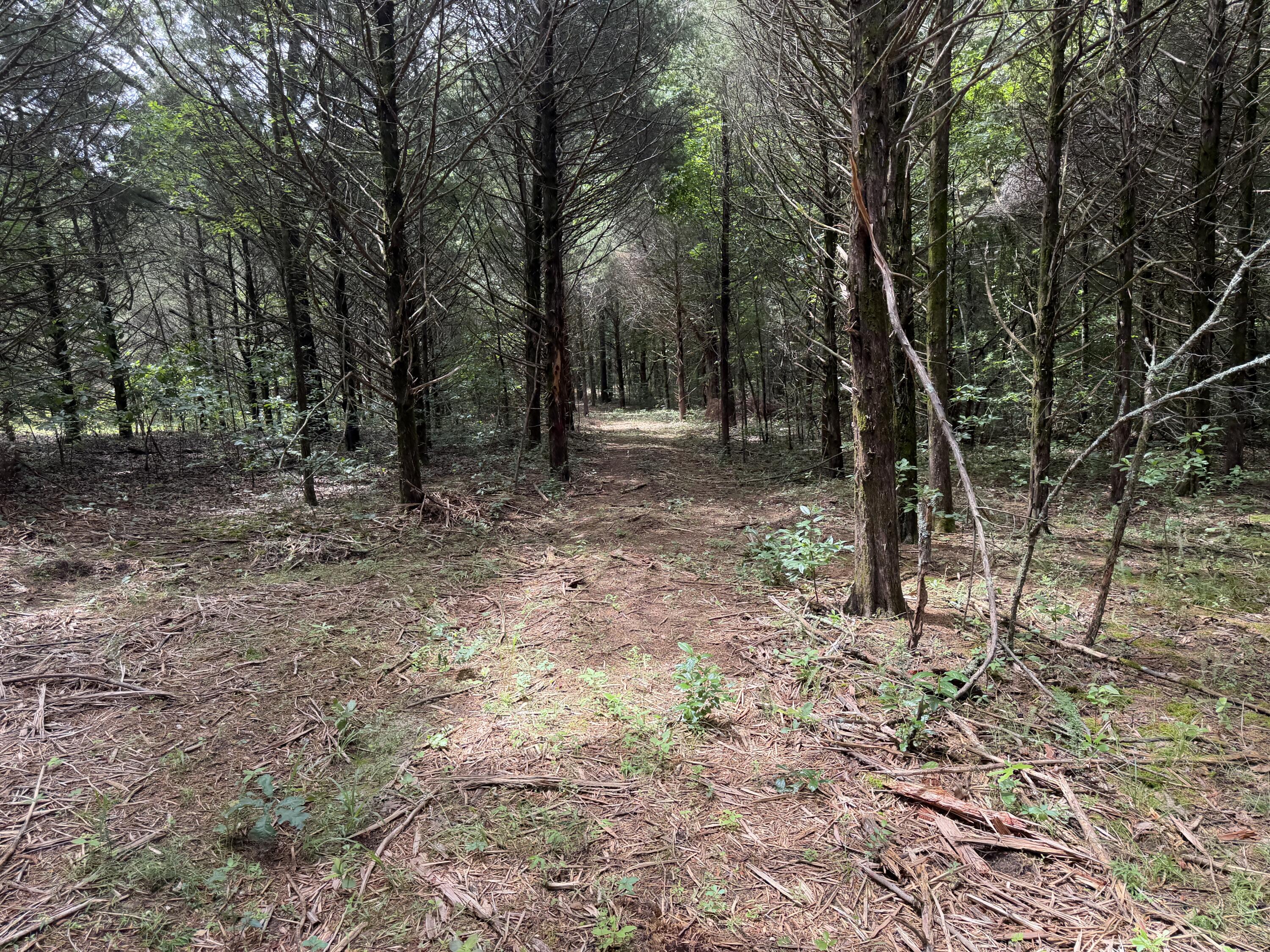 Photo 15 - Land for sale – 000  County Road 318   Tecumseh, MO