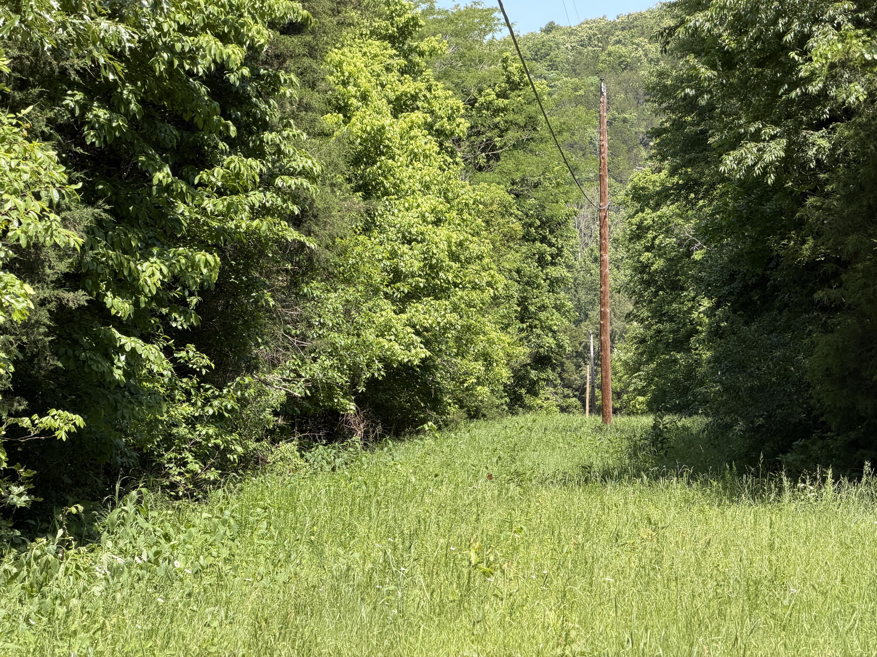 Photo 21 - Land for sale – 000  County Road 318   Tecumseh, MO