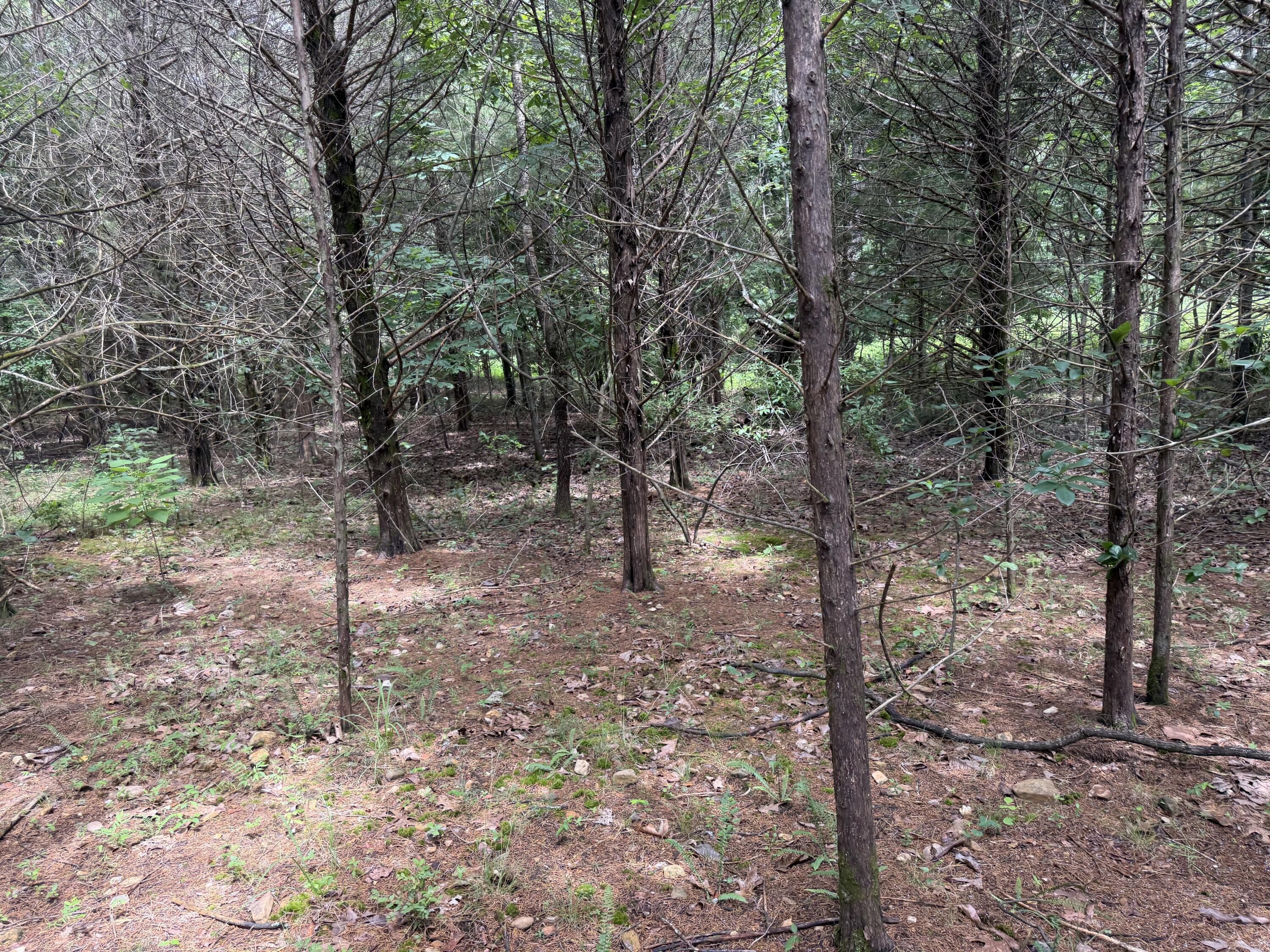 Photo 3 - Land for sale – 000  County Road 318   Tecumseh, MO