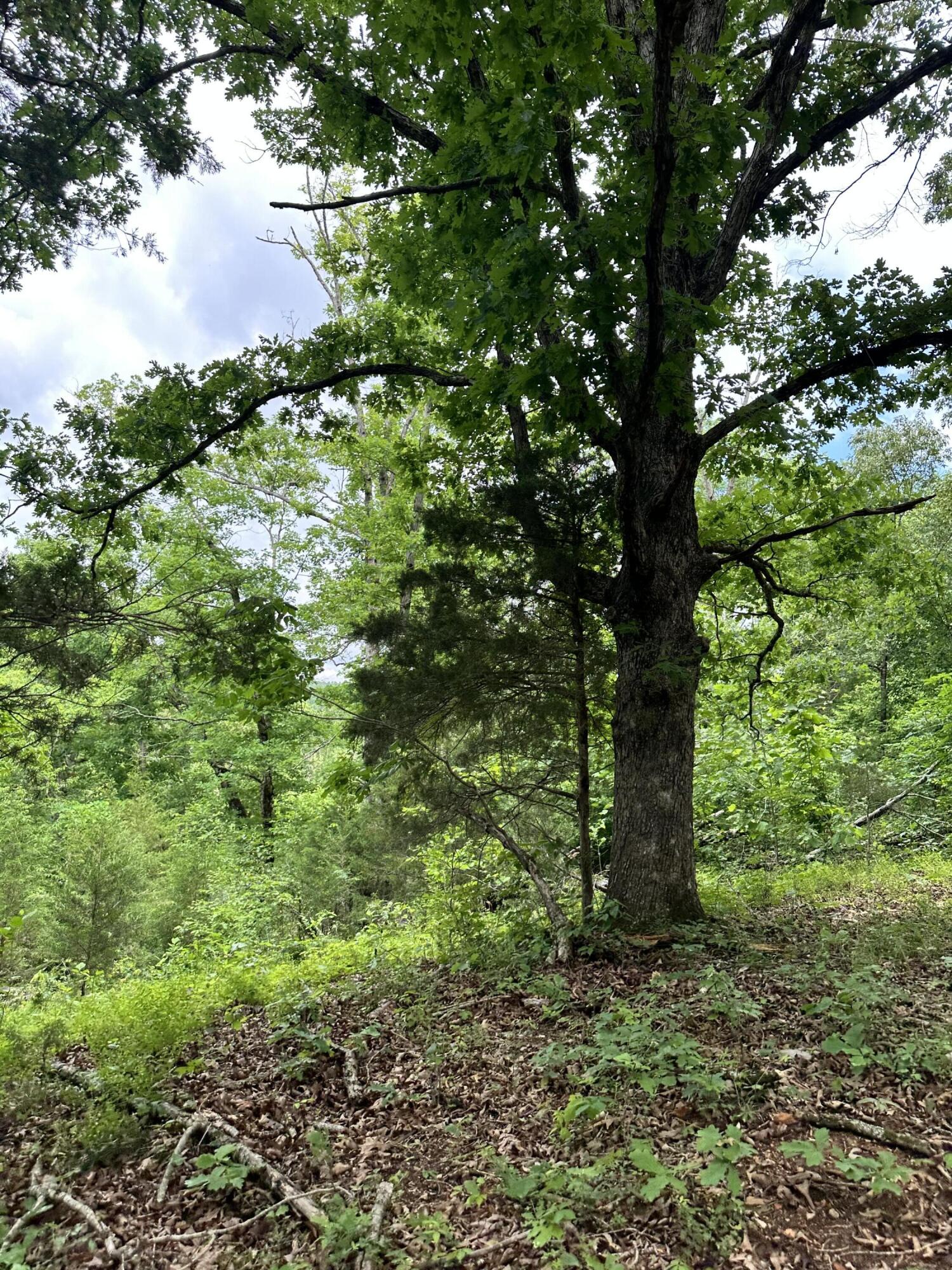 Photo 40 - Residential for sale – 213  Trace Creek Trail   Mammoth Spring, AR