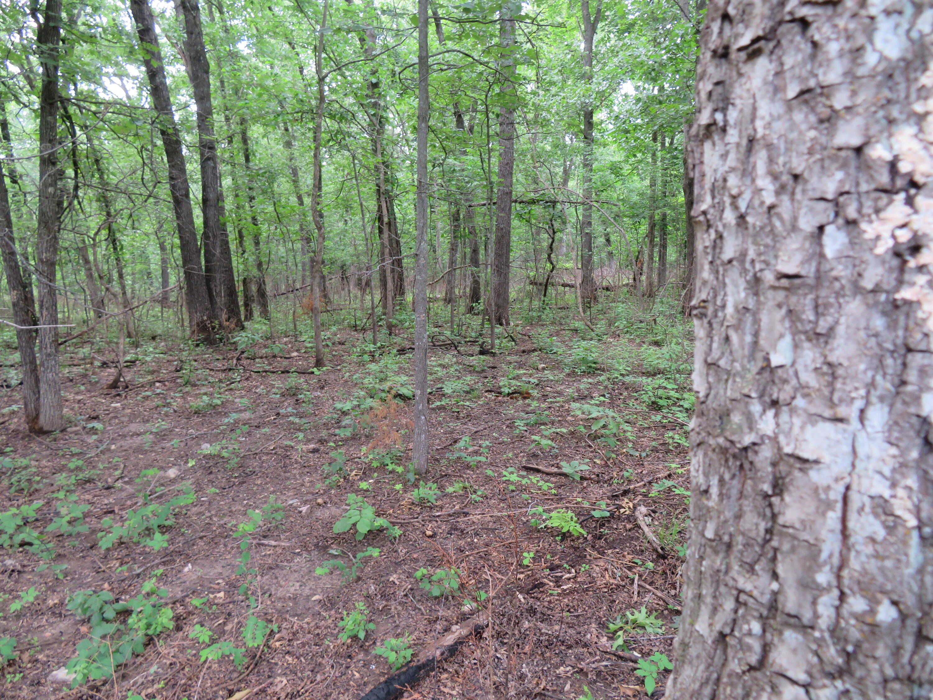 Photo 9 - Land for sale – 000 S 33rd Road  Humansville, MO