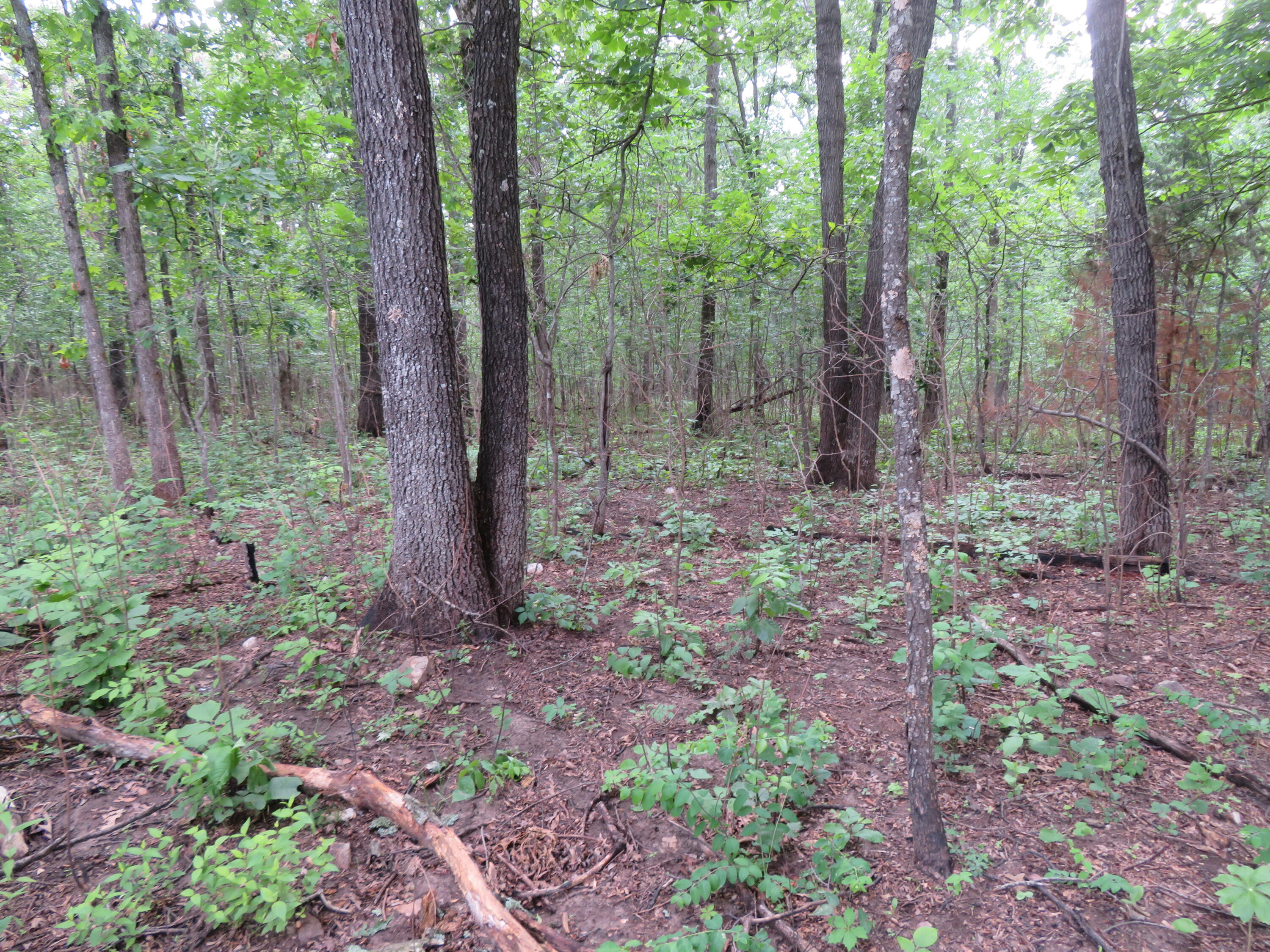 Photo 10 - Land for sale – 000 S 33rd Road  Humansville, MO