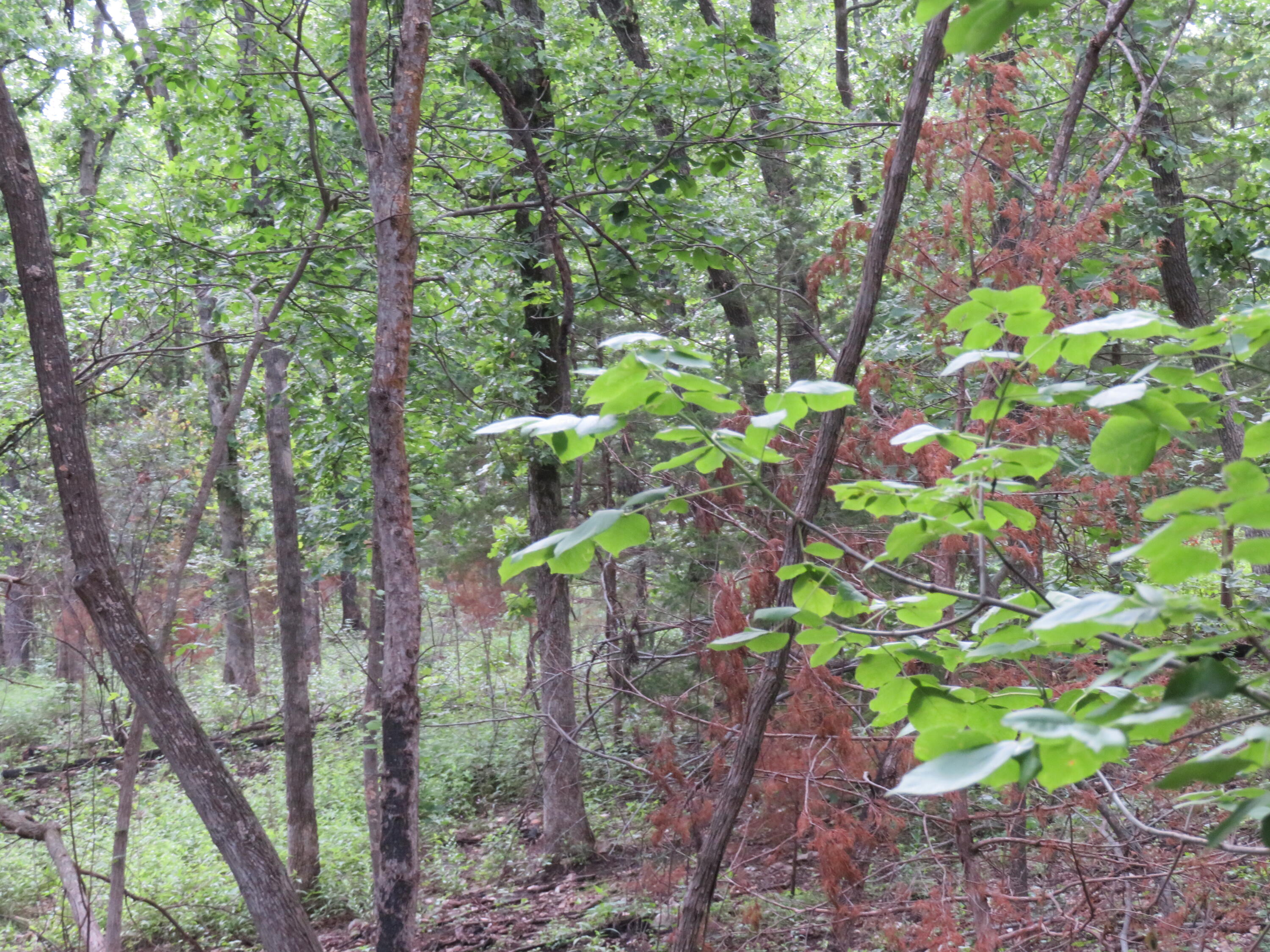 Photo 7 - Land for sale – 000 S 33rd Road  Humansville, MO
