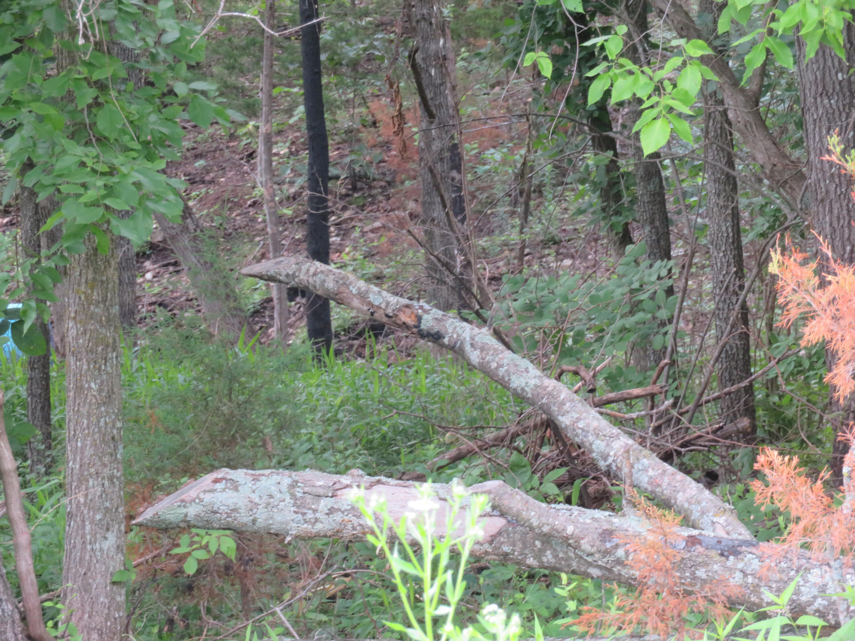 Photo 3 - Land for sale – 000 S 33rd Road  Humansville, MO