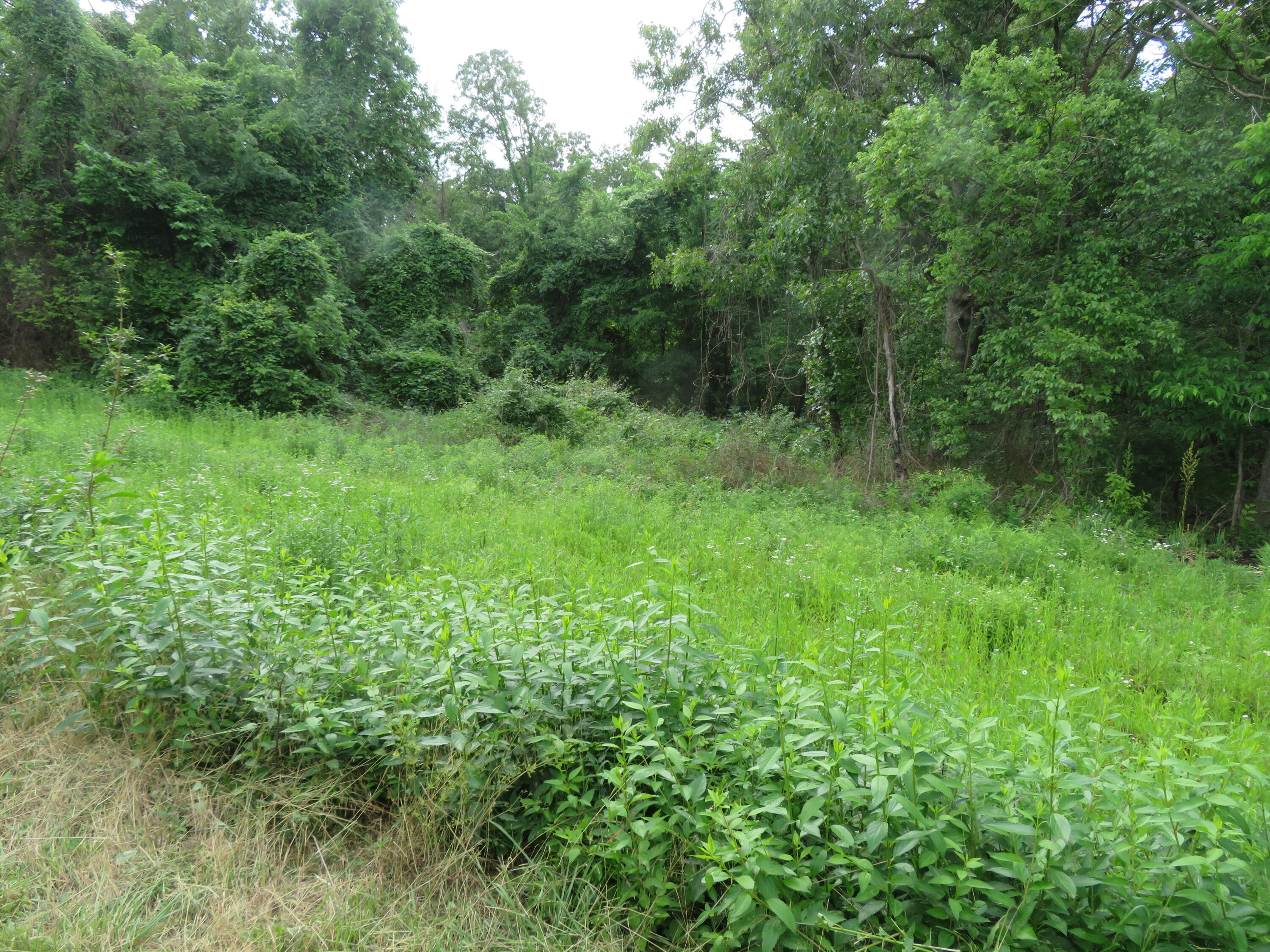 Photo 4 - Land for sale – 000 S 33rd Road  Humansville, MO