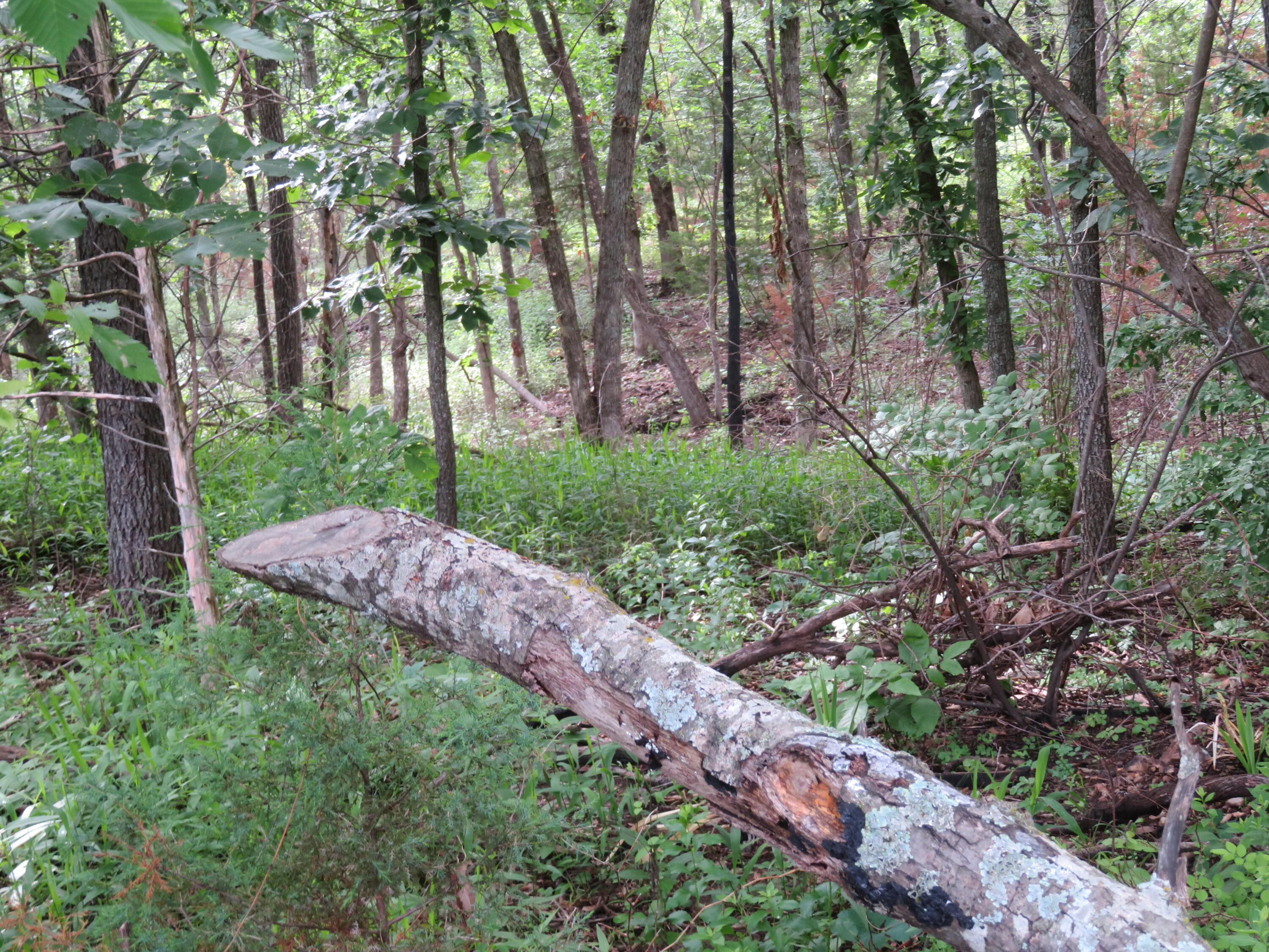 Photo 6 - Land for sale – 000 S 33rd Road  Humansville, MO