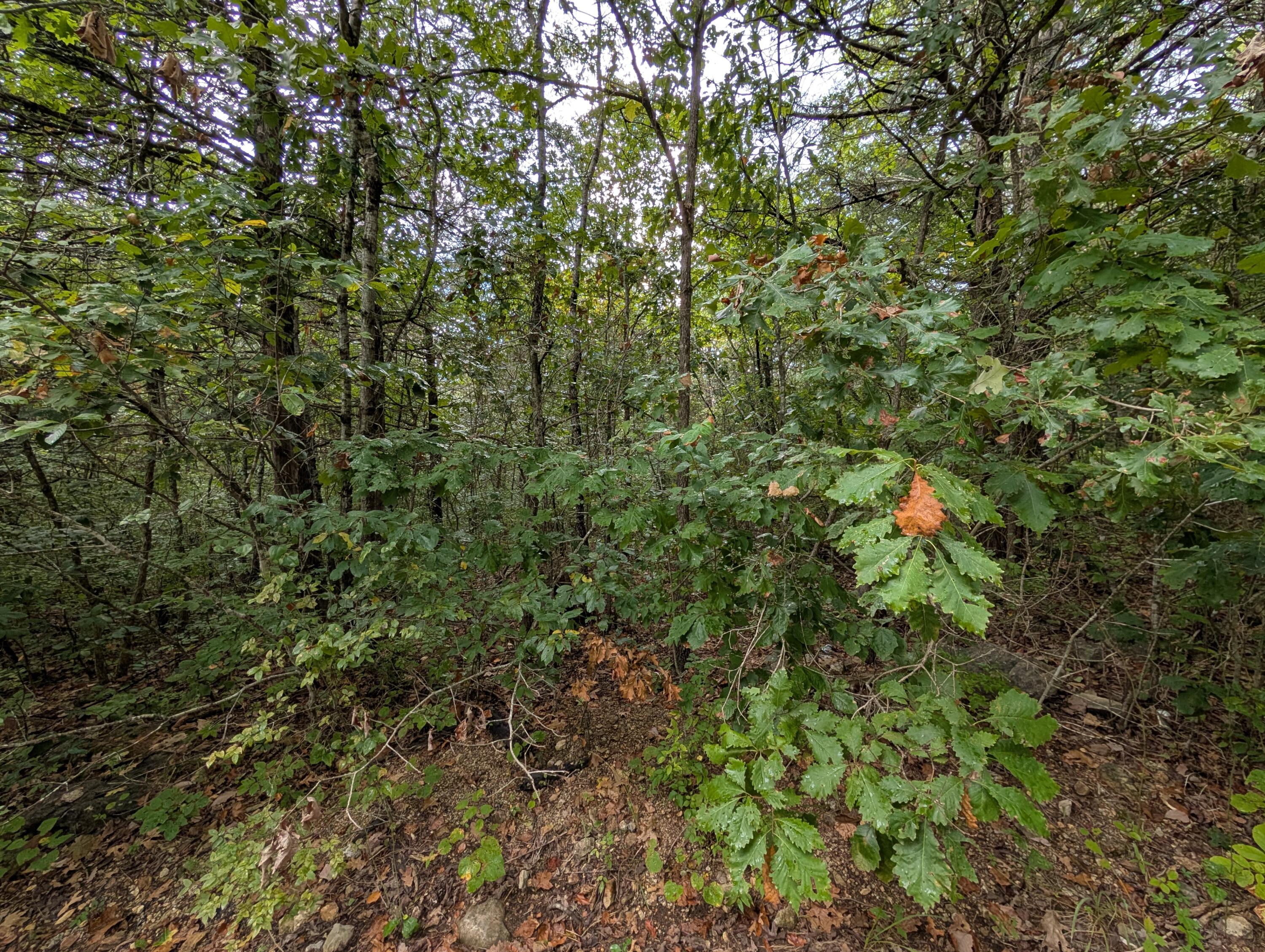 Photo 7 - Land for sale – 000 N Lot 359 Millstone Street  Shell Knob, MO
