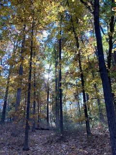 Photo 15 - Land for sale – 0000  Lawrence 1250   Billings, MO