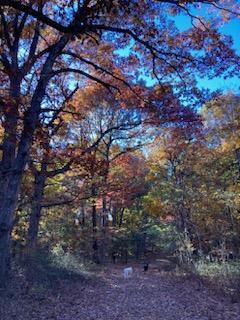 Photo 14 - Land for sale – 0000  Lawrence 1250   Billings, MO