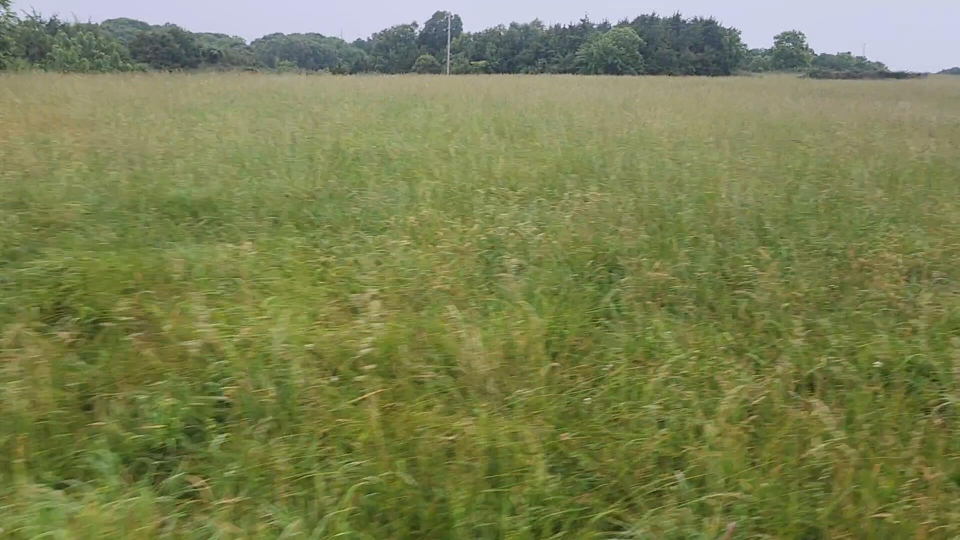 Farm for sale – 000-C  Tbd Oak Tree Drive  Mountain Grove, MO