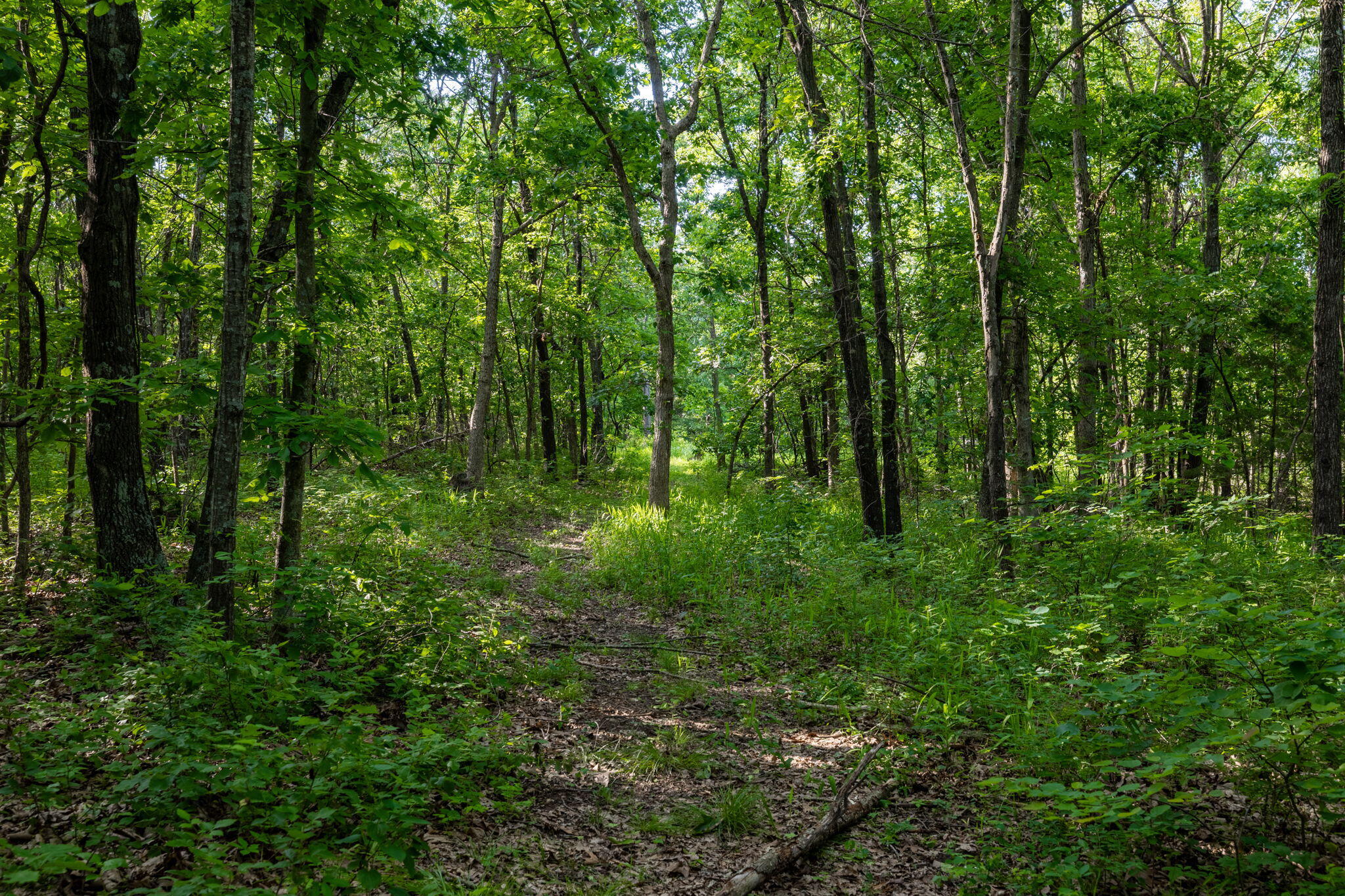 Photo 30 - Land for sale – 3093 S 25th Road  Humansville, MO
