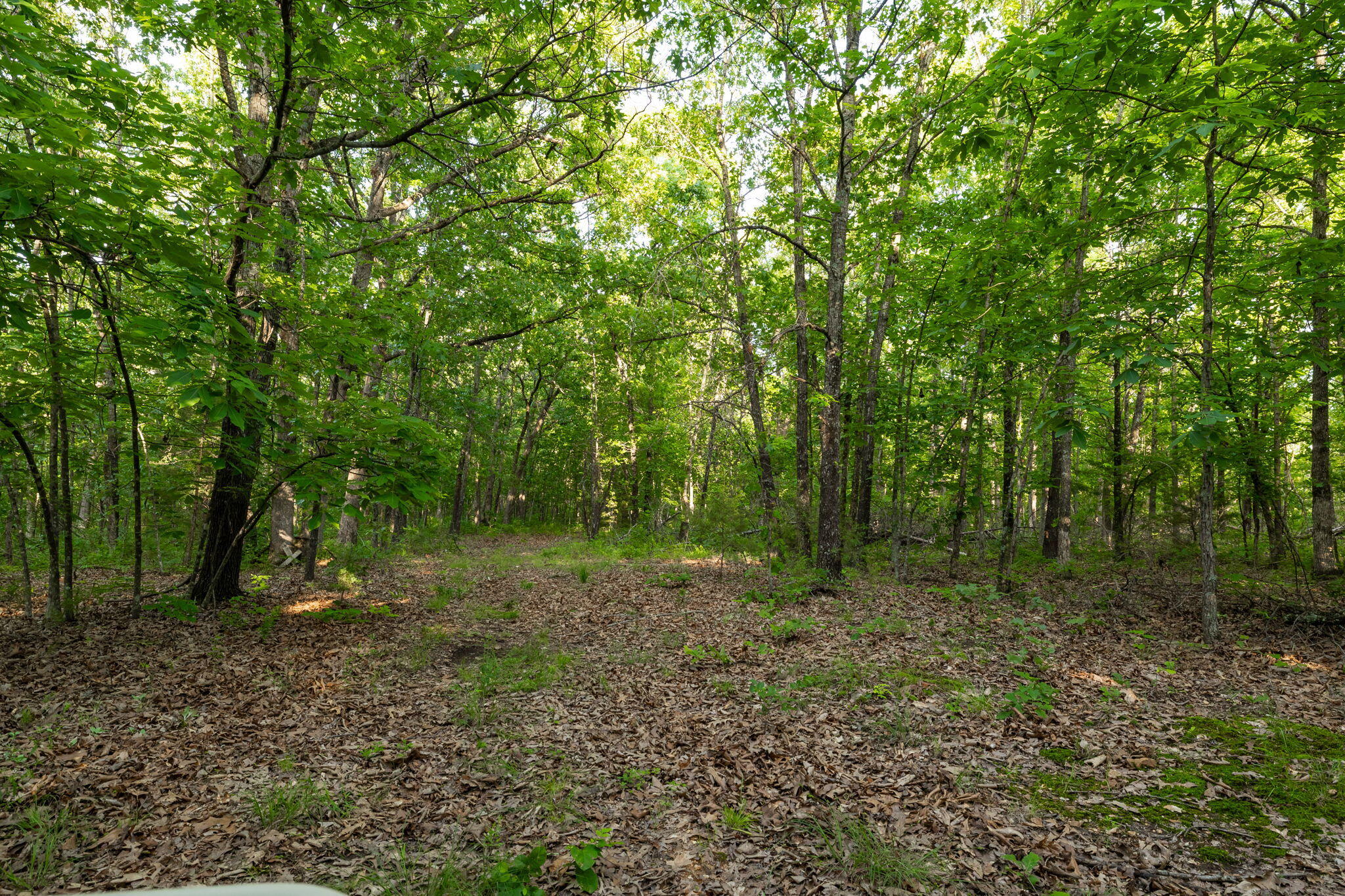 Photo 49 - Land for sale – 3093 S 25th Road  Humansville, MO