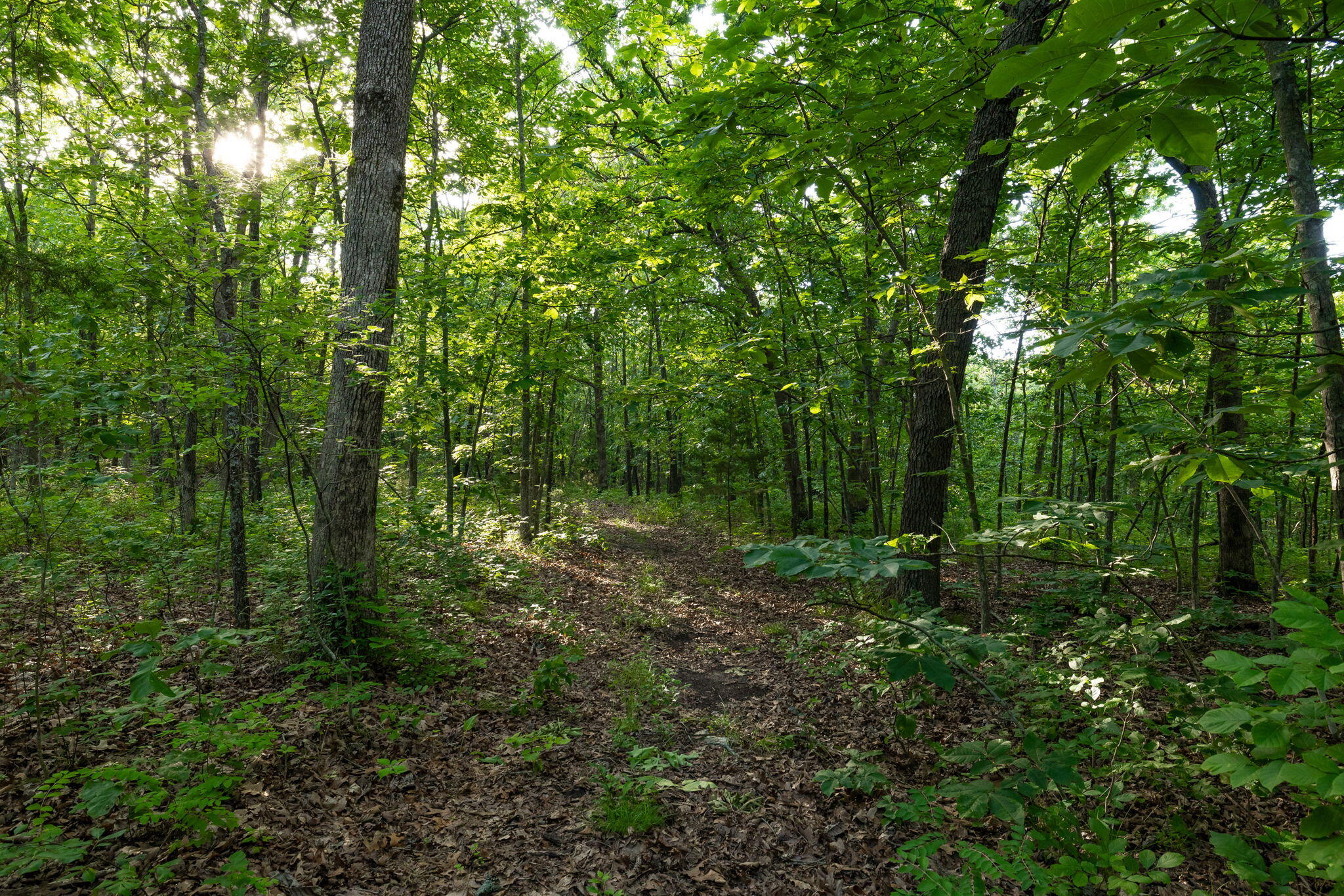 Photo 48 - Land for sale – 3093 S 25th Road  Humansville, MO