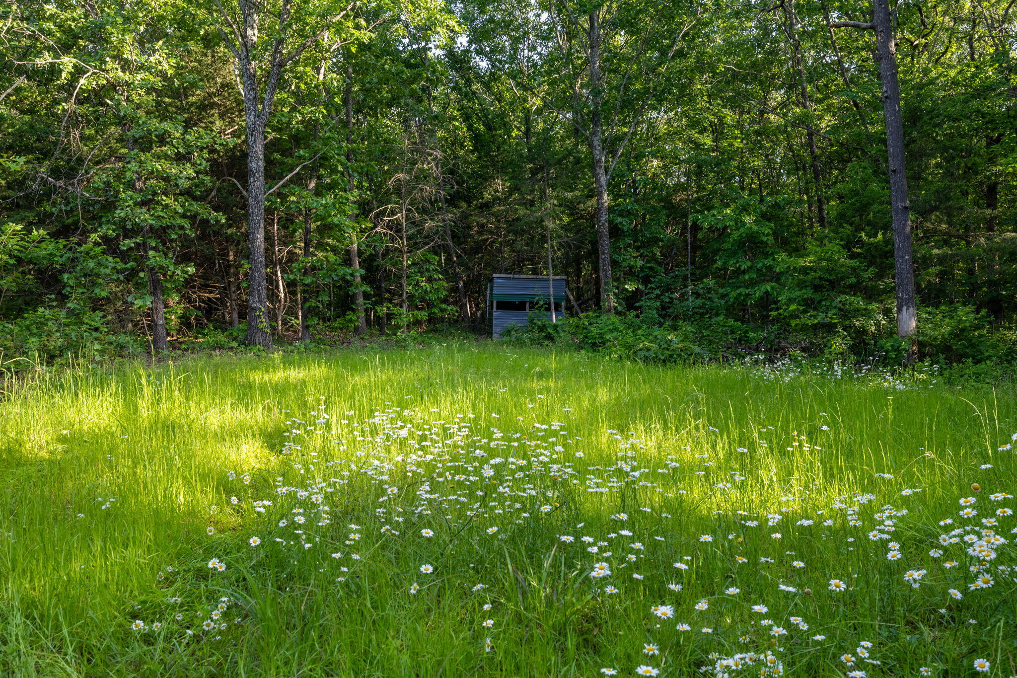 Photo 42 - Land for sale – 3093 S 25th Road  Humansville, MO