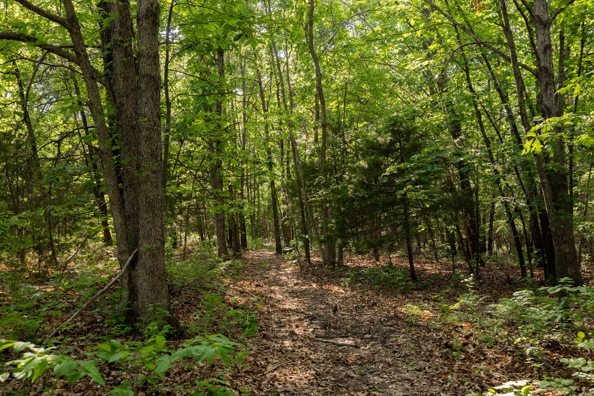Photo 29 - Land for sale – 3093 S 25th Road  Humansville, MO