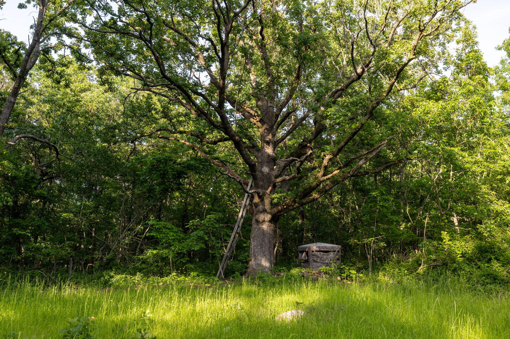 Photo 33 - Land for sale – 3093 S 25th Road  Humansville, MO