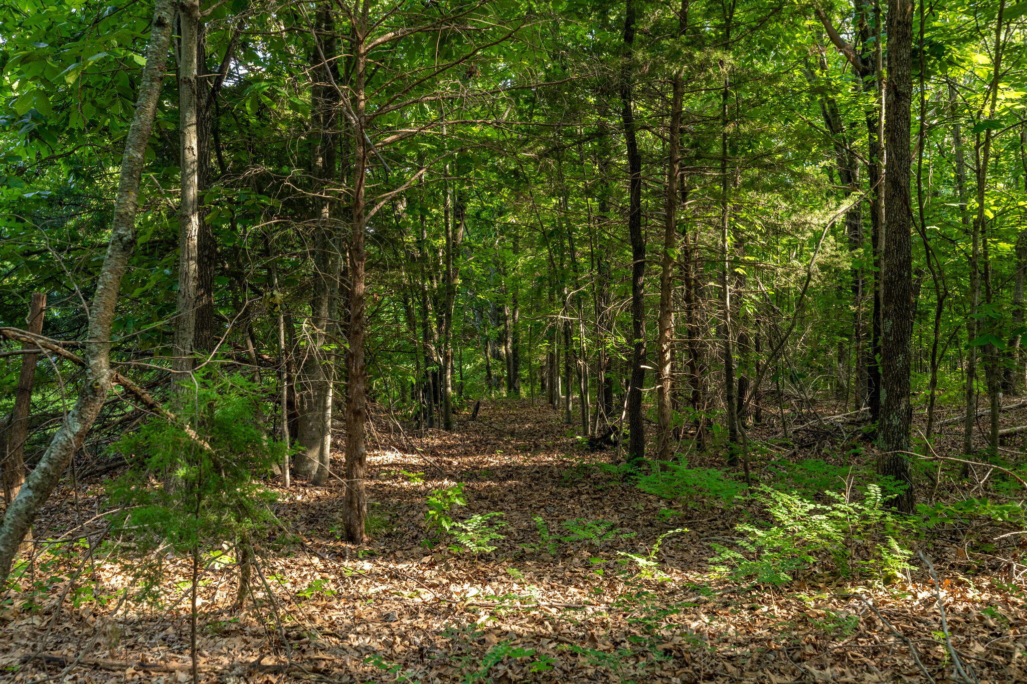 Photo 31 - Land for sale – 3093 S 25th Road  Humansville, MO