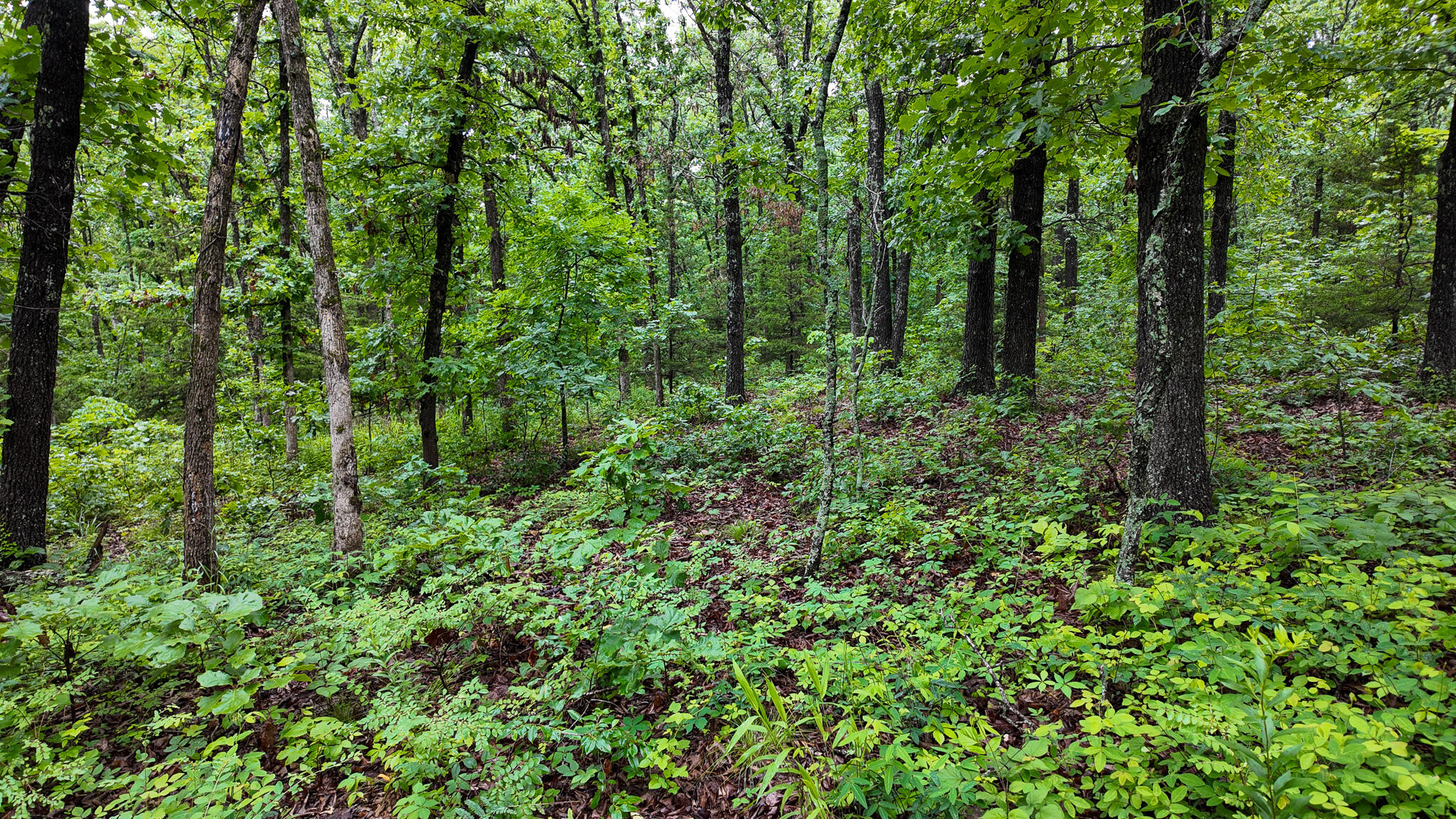 Photo 20 - Land for sale – 000 Hwy Tt  Hwy Tt   Osceola, MO