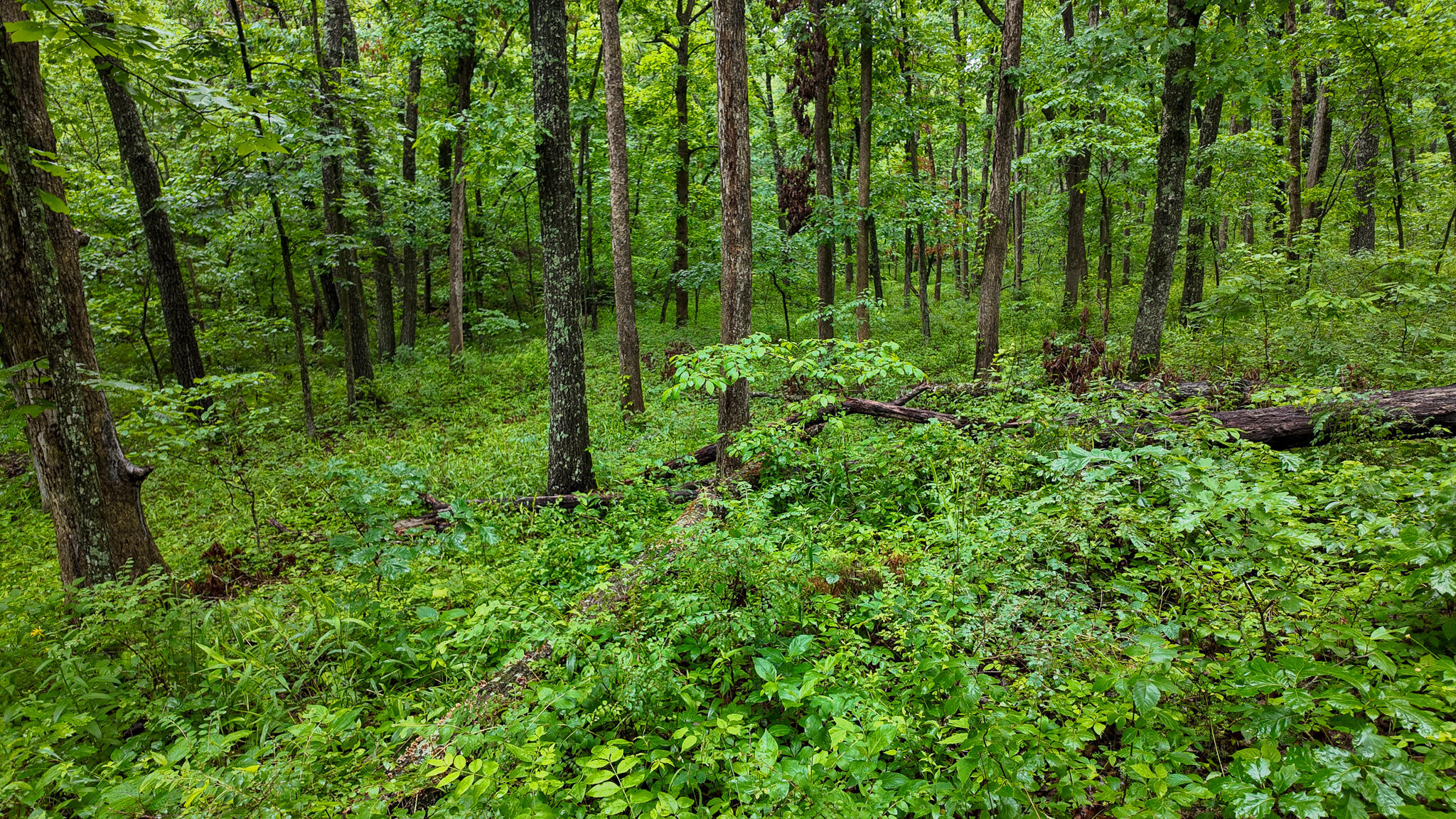Photo 15 - Land for sale – 000 Hwy Tt  Hwy Tt   Osceola, MO