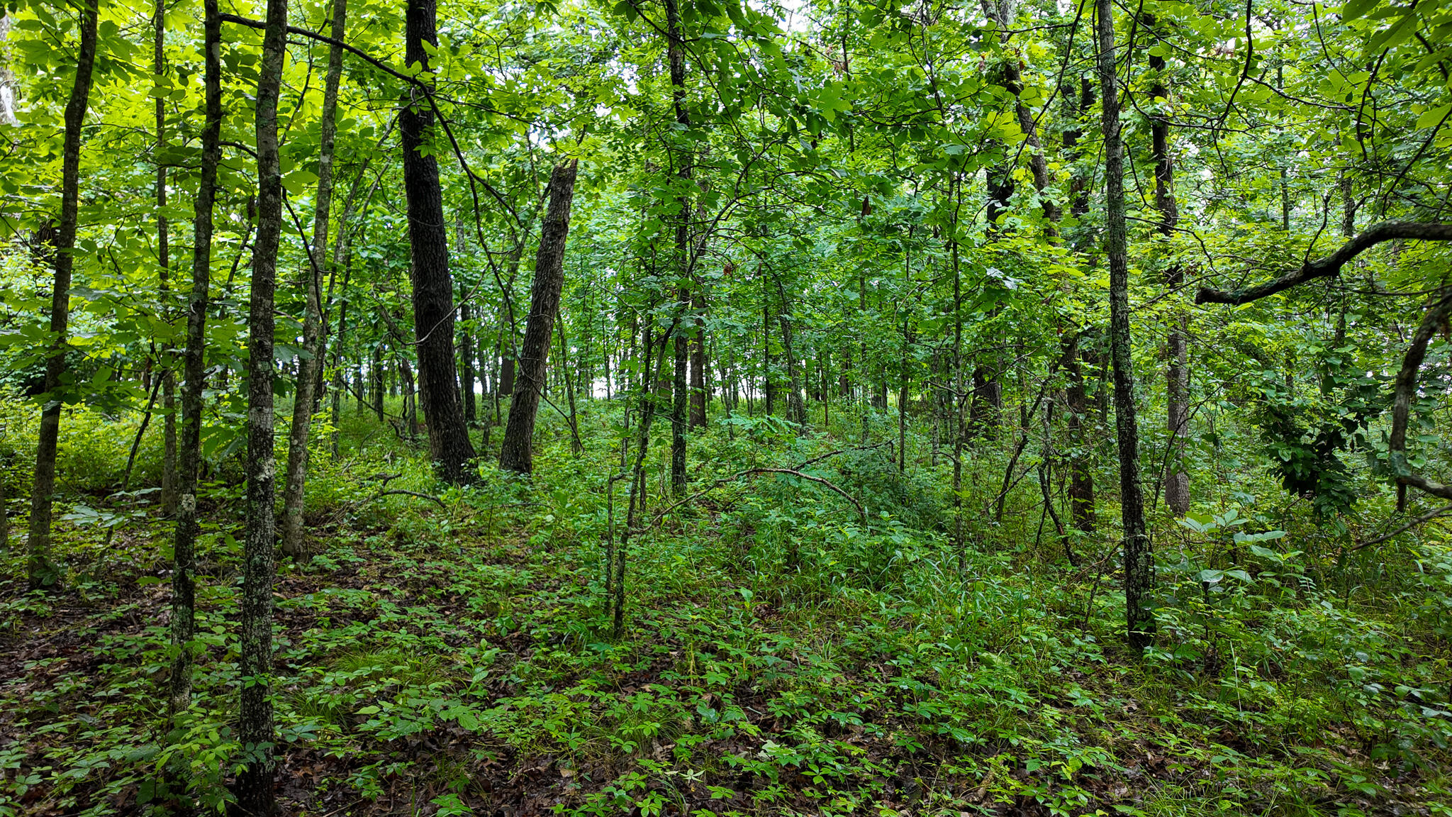 Photo 4 - Land for sale – 000 Hwy Tt  Hwy Tt   Osceola, MO