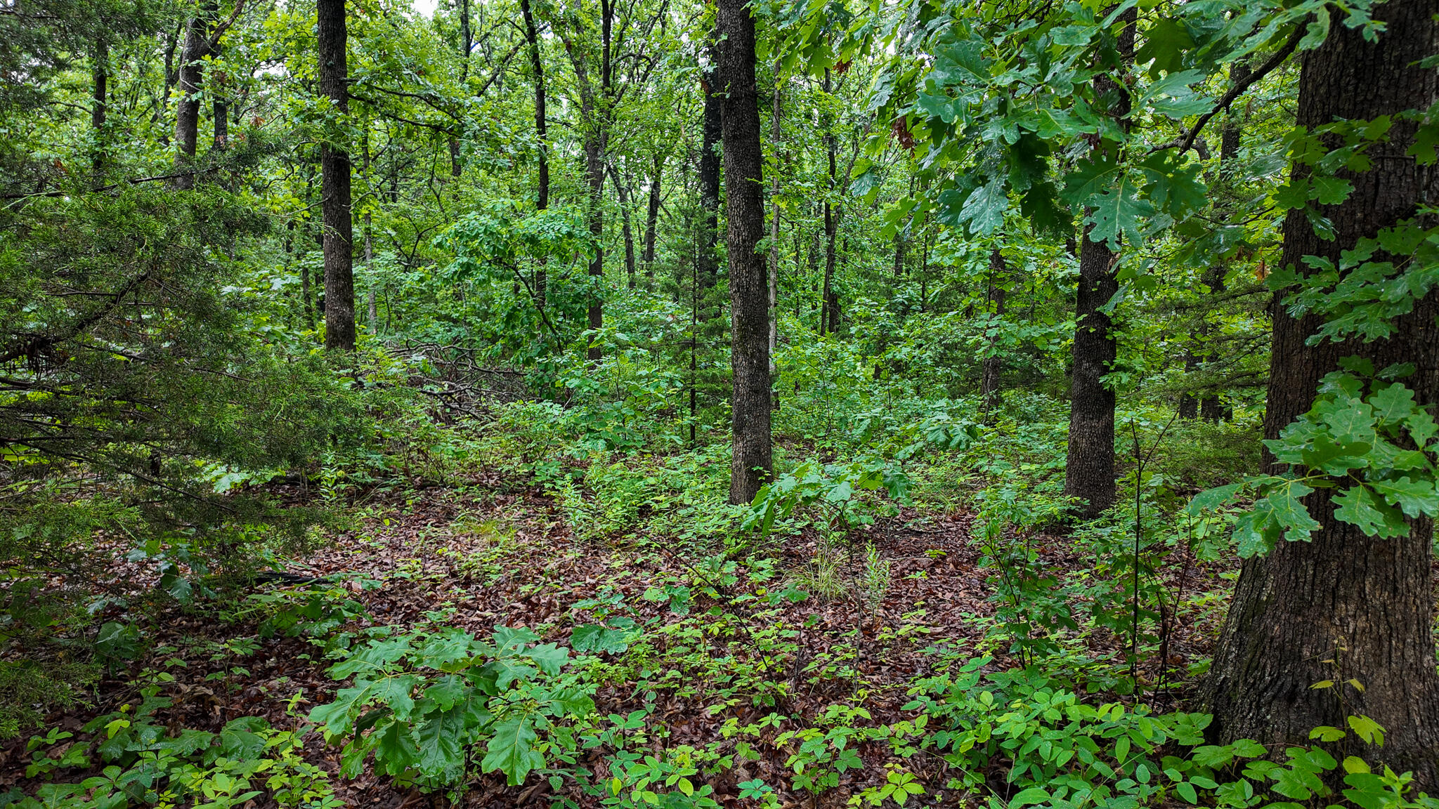 Photo 22 - Land for sale – 000 Hwy Tt  Hwy Tt   Osceola, MO