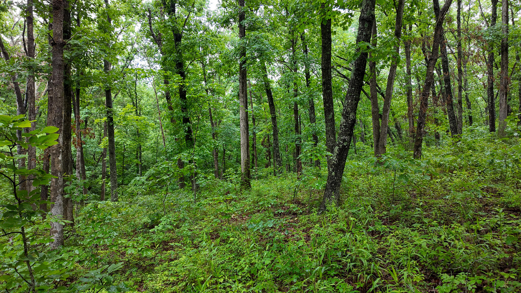 Photo 12 - Land for sale – 000 Hwy Tt  Hwy Tt   Osceola, MO