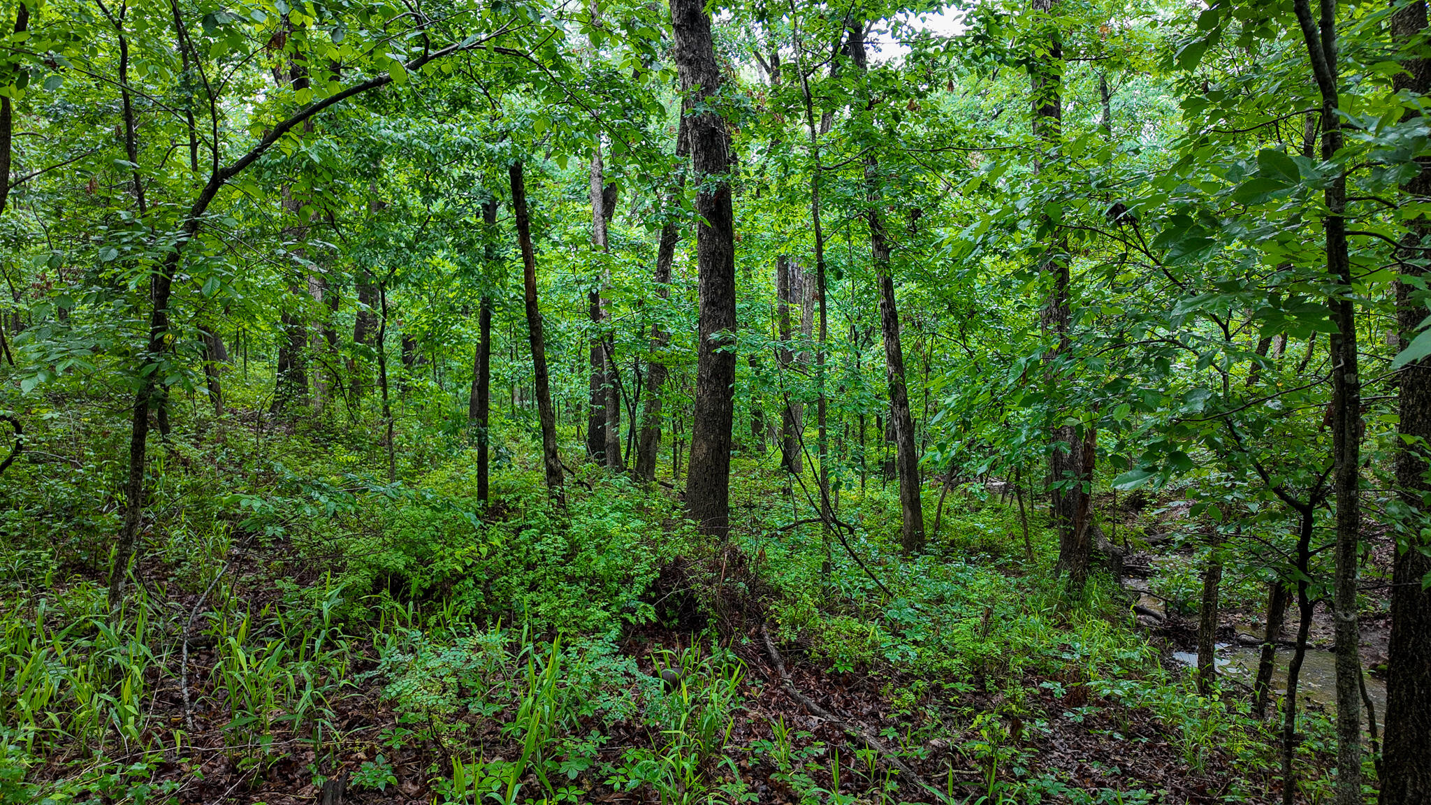 Photo 6 - Land for sale – 000 Hwy Tt  Hwy Tt   Osceola, MO