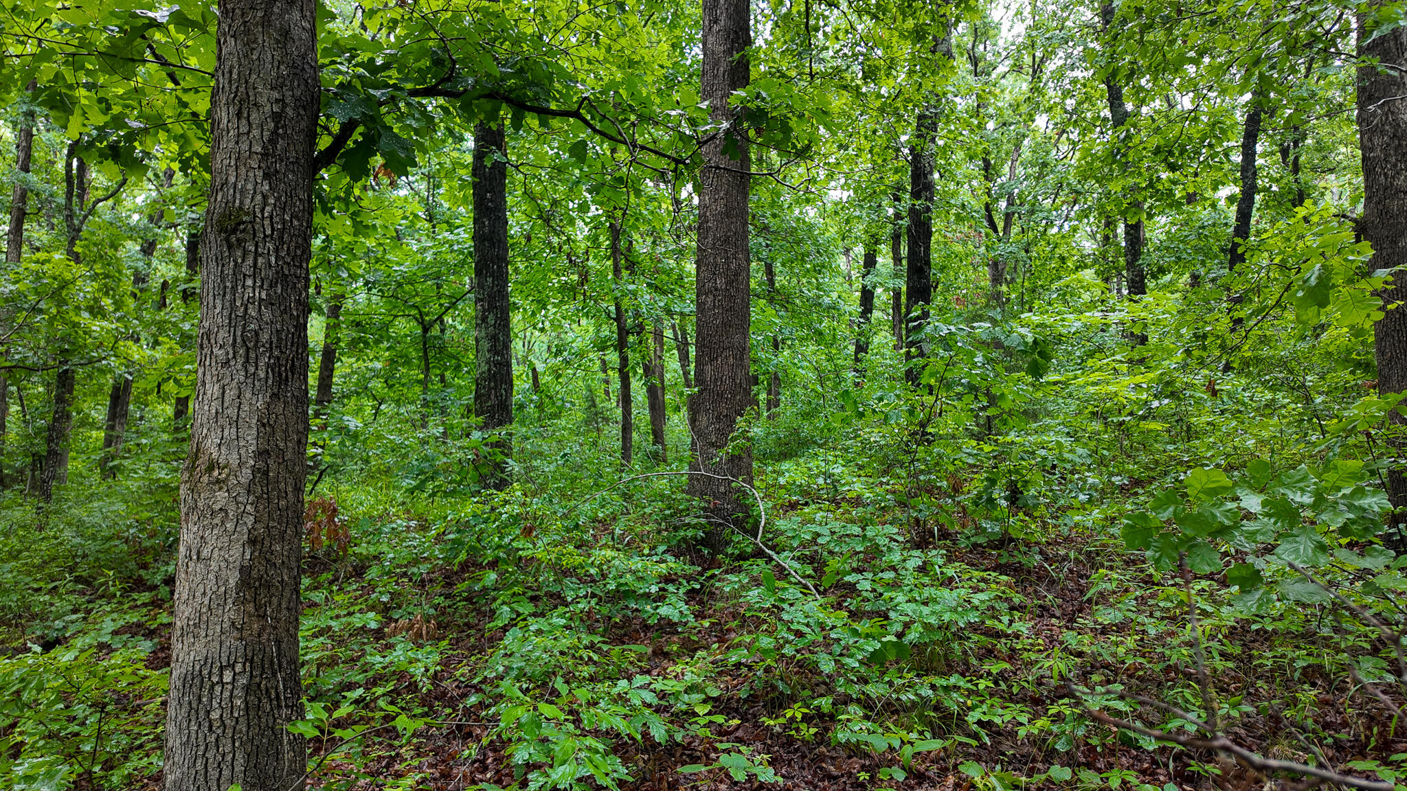 Photo 9 - Land for sale – 000 Hwy Tt  Hwy Tt   Osceola, MO