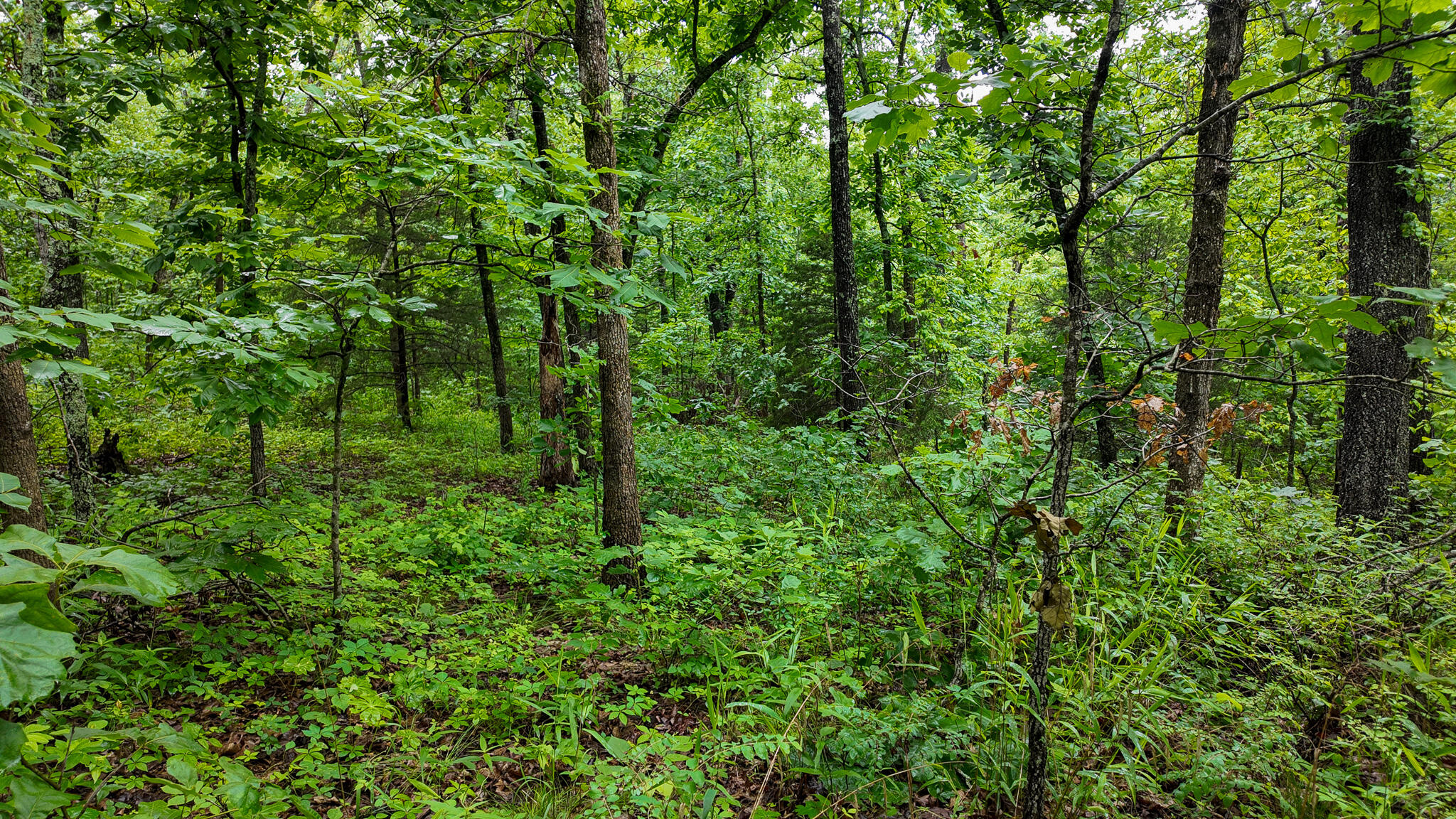 Photo 2 - Land for sale – 000 Hwy Tt  Hwy Tt   Osceola, MO