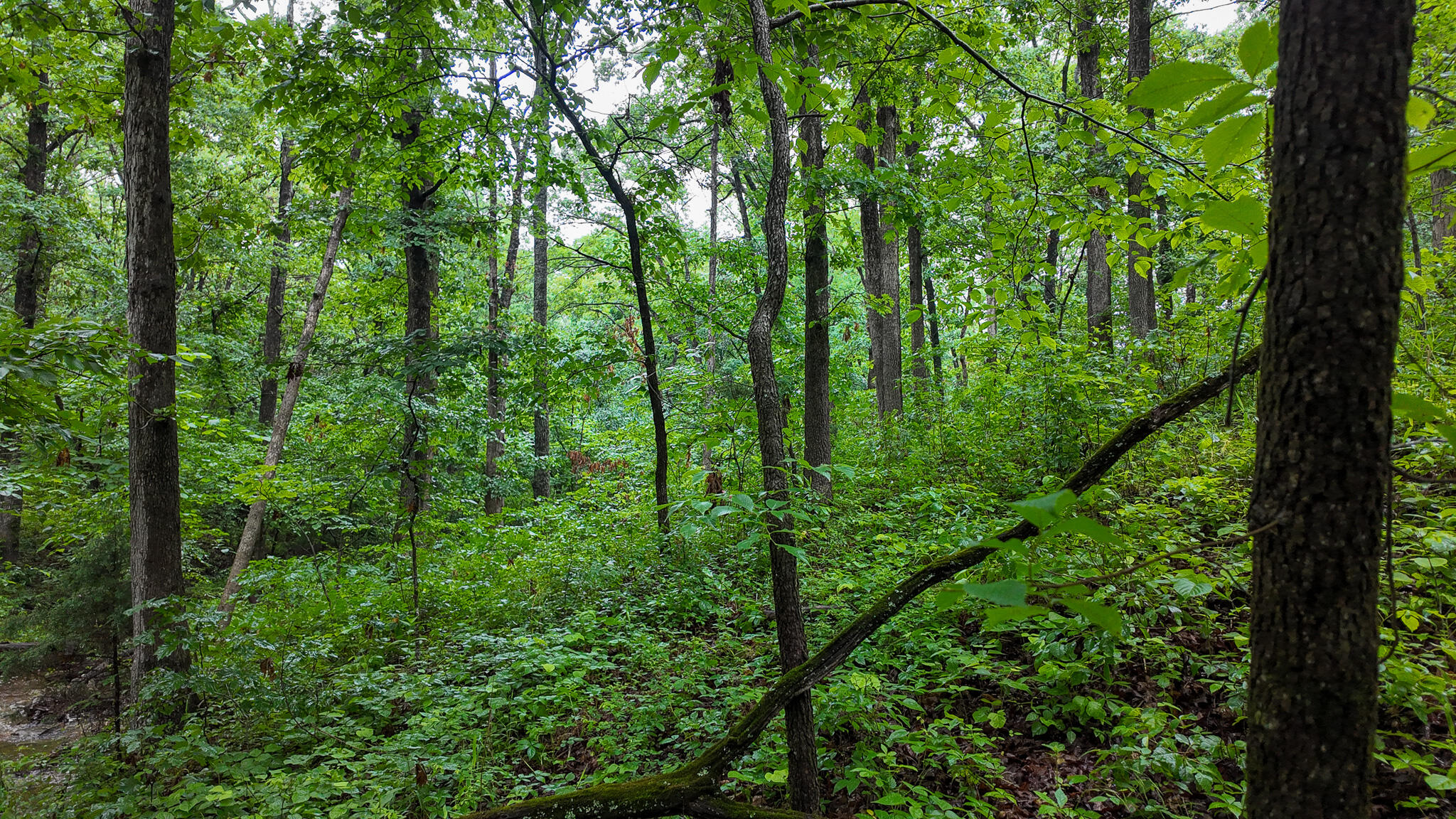 Photo 7 - Land for sale – 000 Hwy Tt  Hwy Tt   Osceola, MO