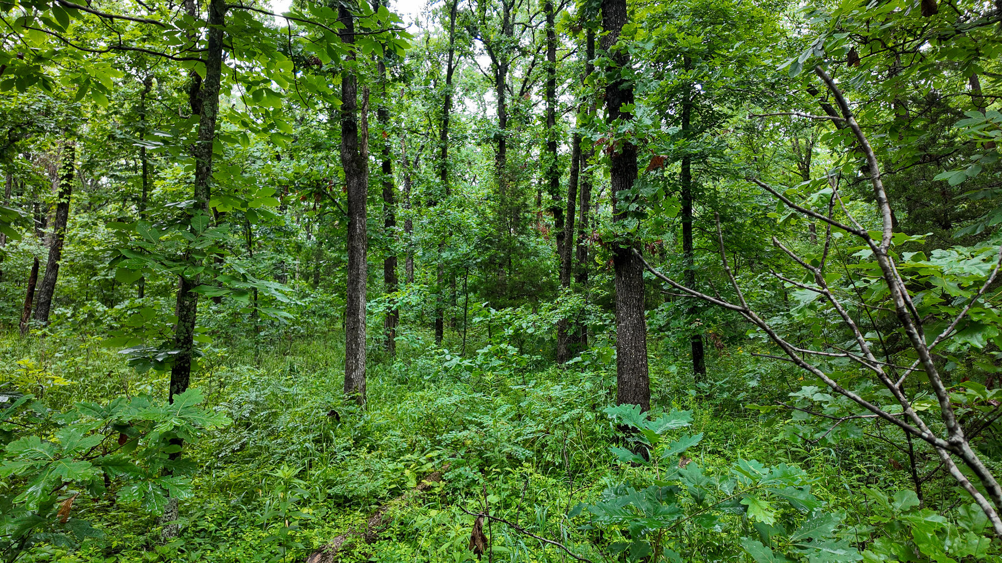 Photo 17 - Land for sale – 000 Hwy Tt  Hwy Tt   Osceola, MO