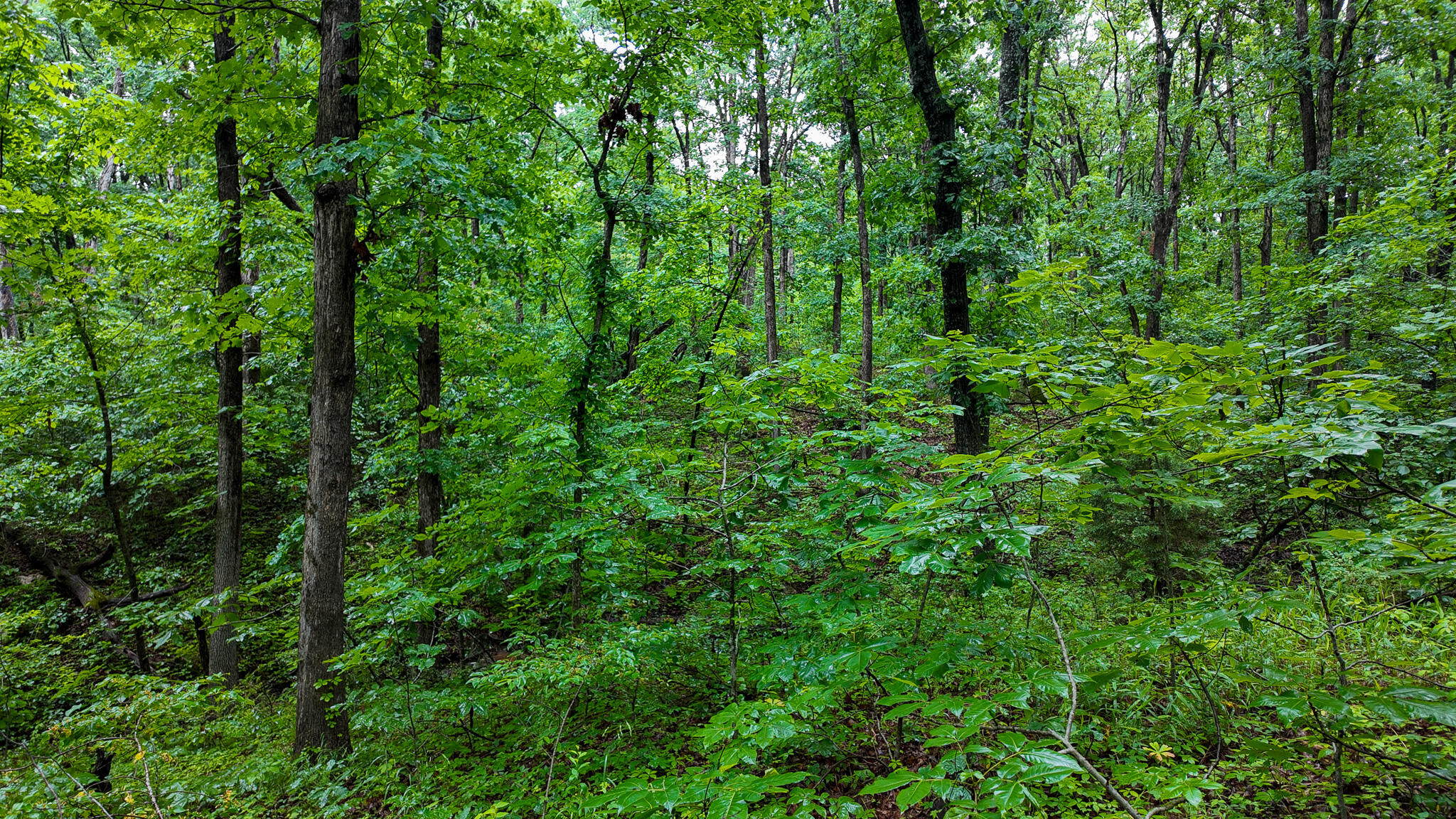 Photo 10 - Land for sale – 000 Hwy Tt  Hwy Tt   Osceola, MO