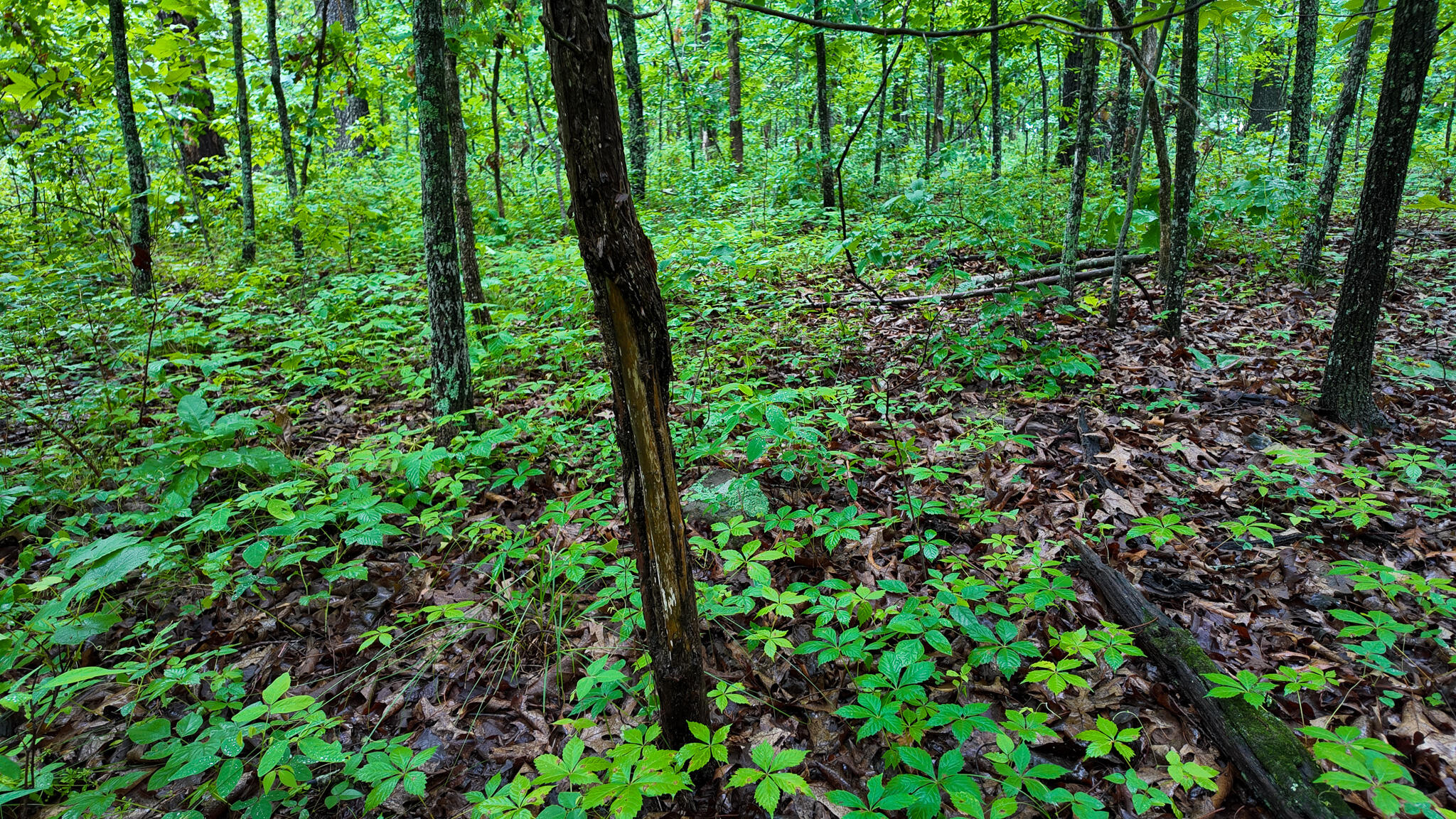 Photo 3 - Land for sale – 000 Hwy Tt  Hwy Tt   Osceola, MO