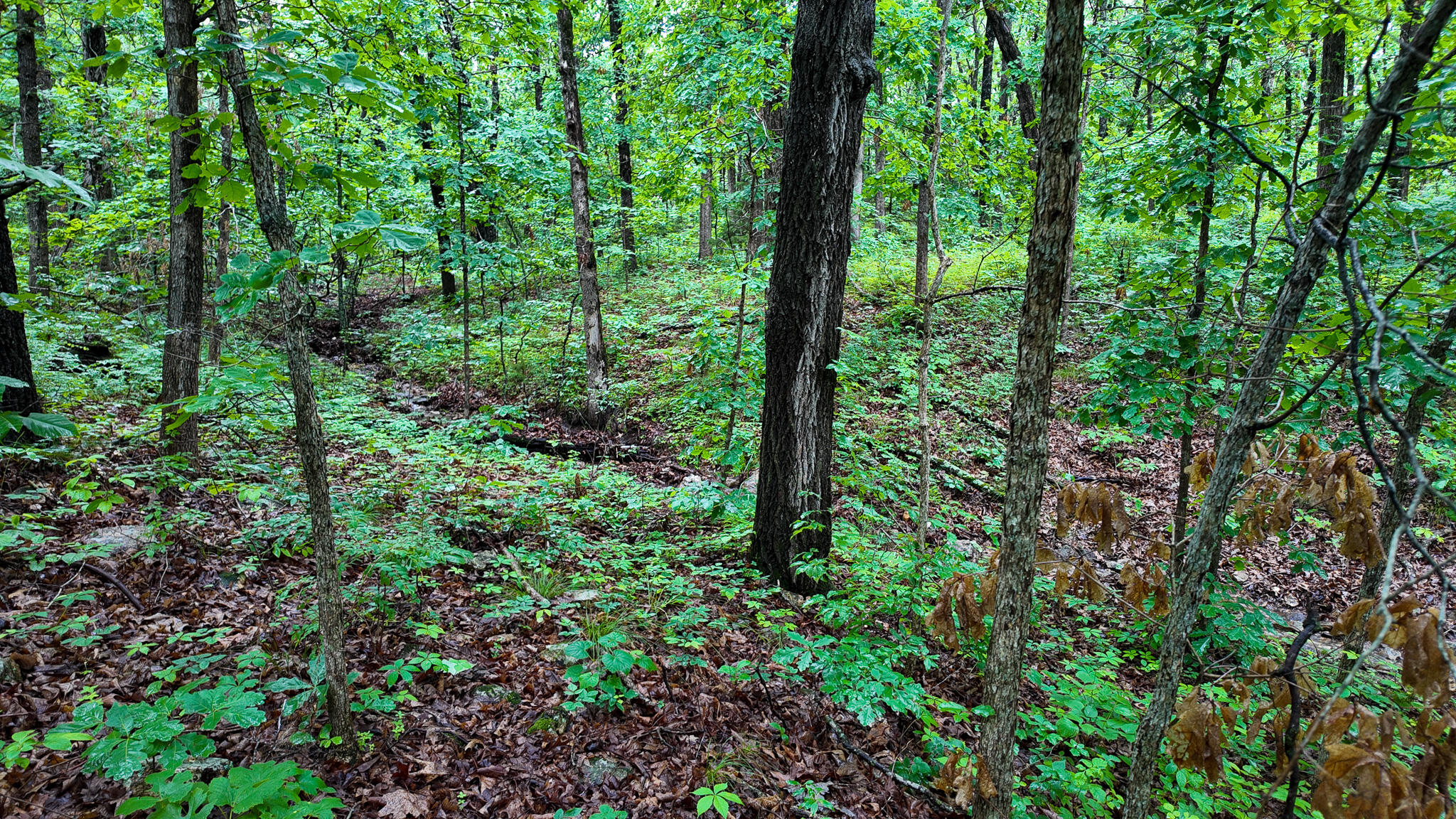 Photo 18 - Land for sale – 000 Hwy Tt  Hwy Tt   Osceola, MO