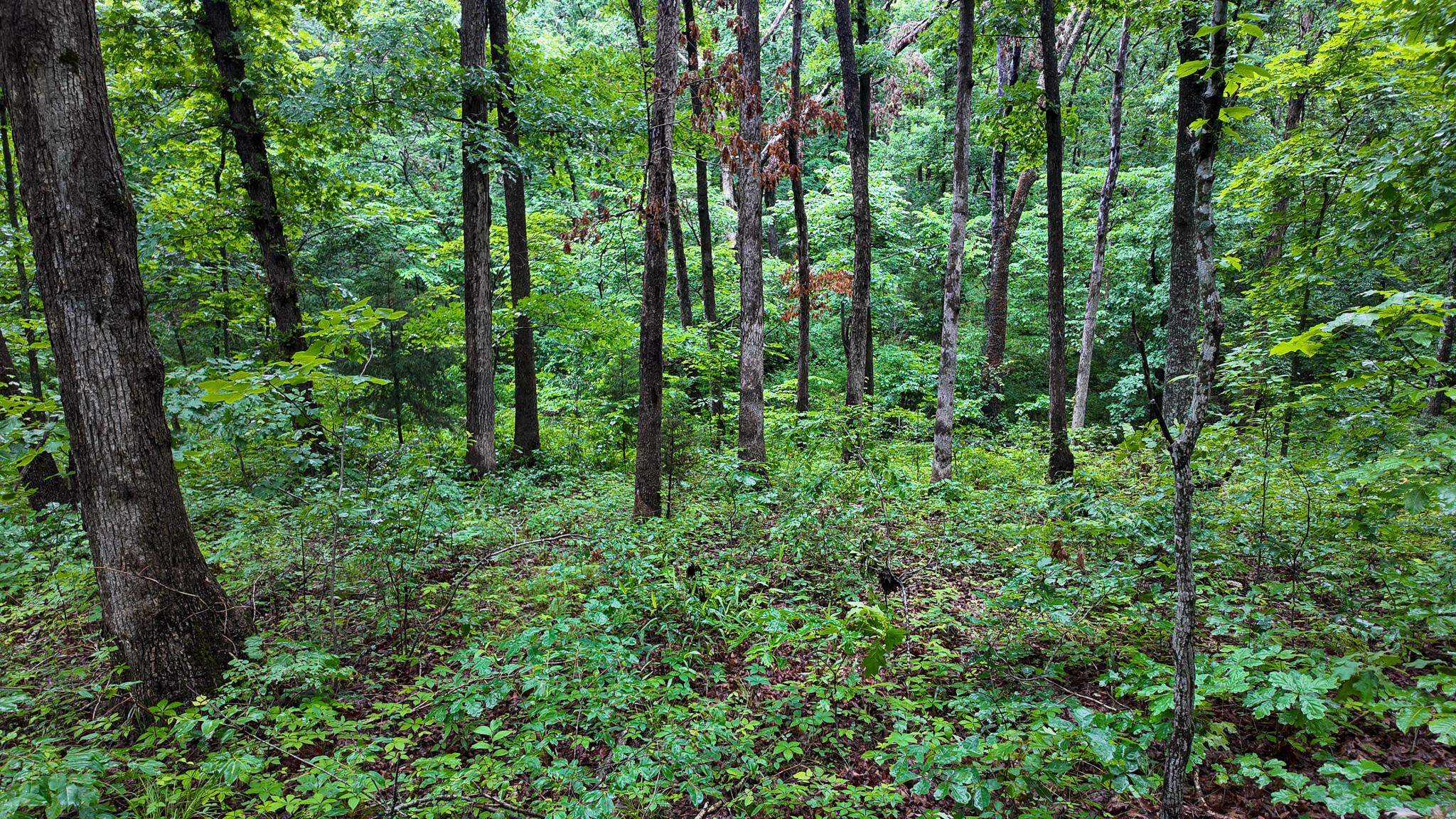Photo 13 - Land for sale – 000 Hwy Tt  Hwy Tt   Osceola, MO