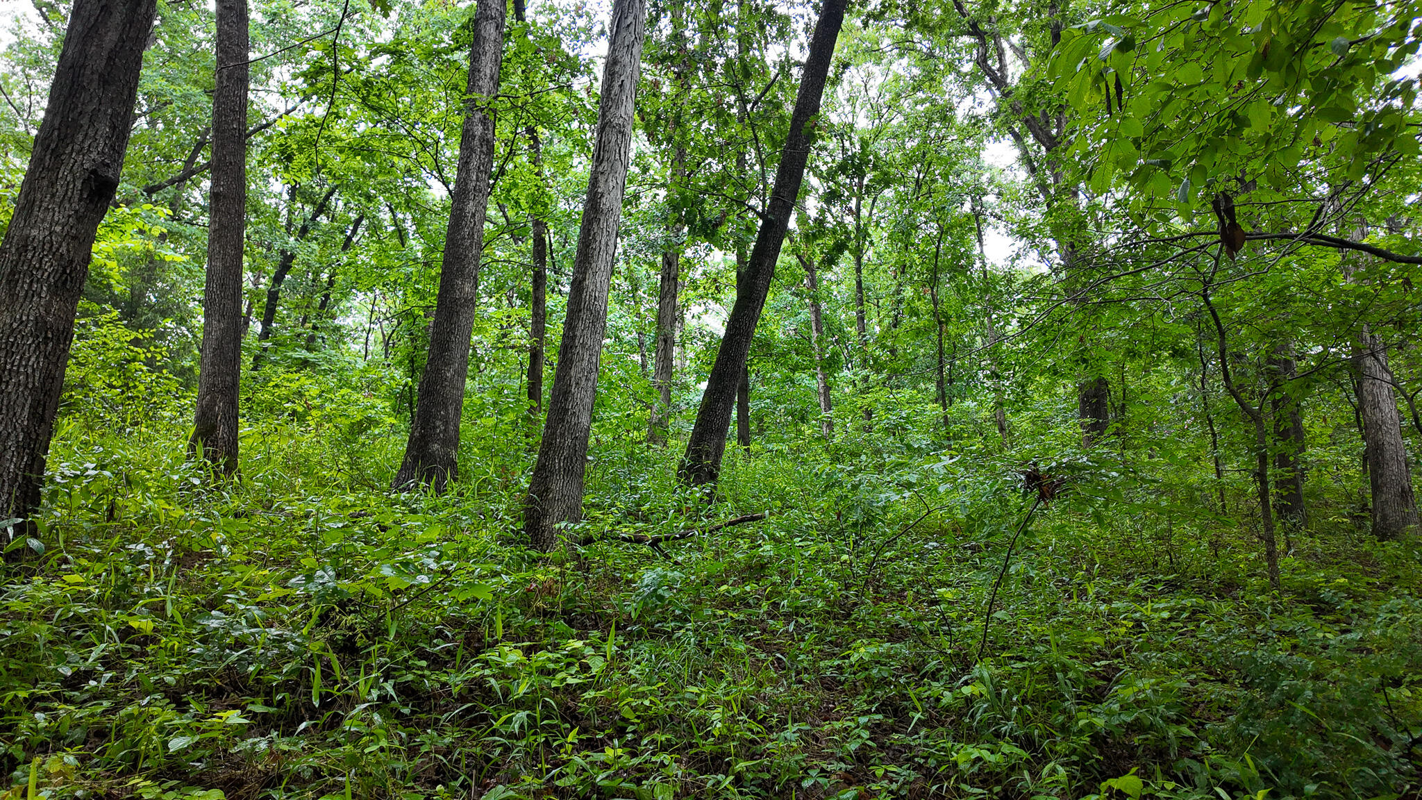 Photo 8 - Land for sale – 000 Hwy Tt  Hwy Tt   Osceola, MO