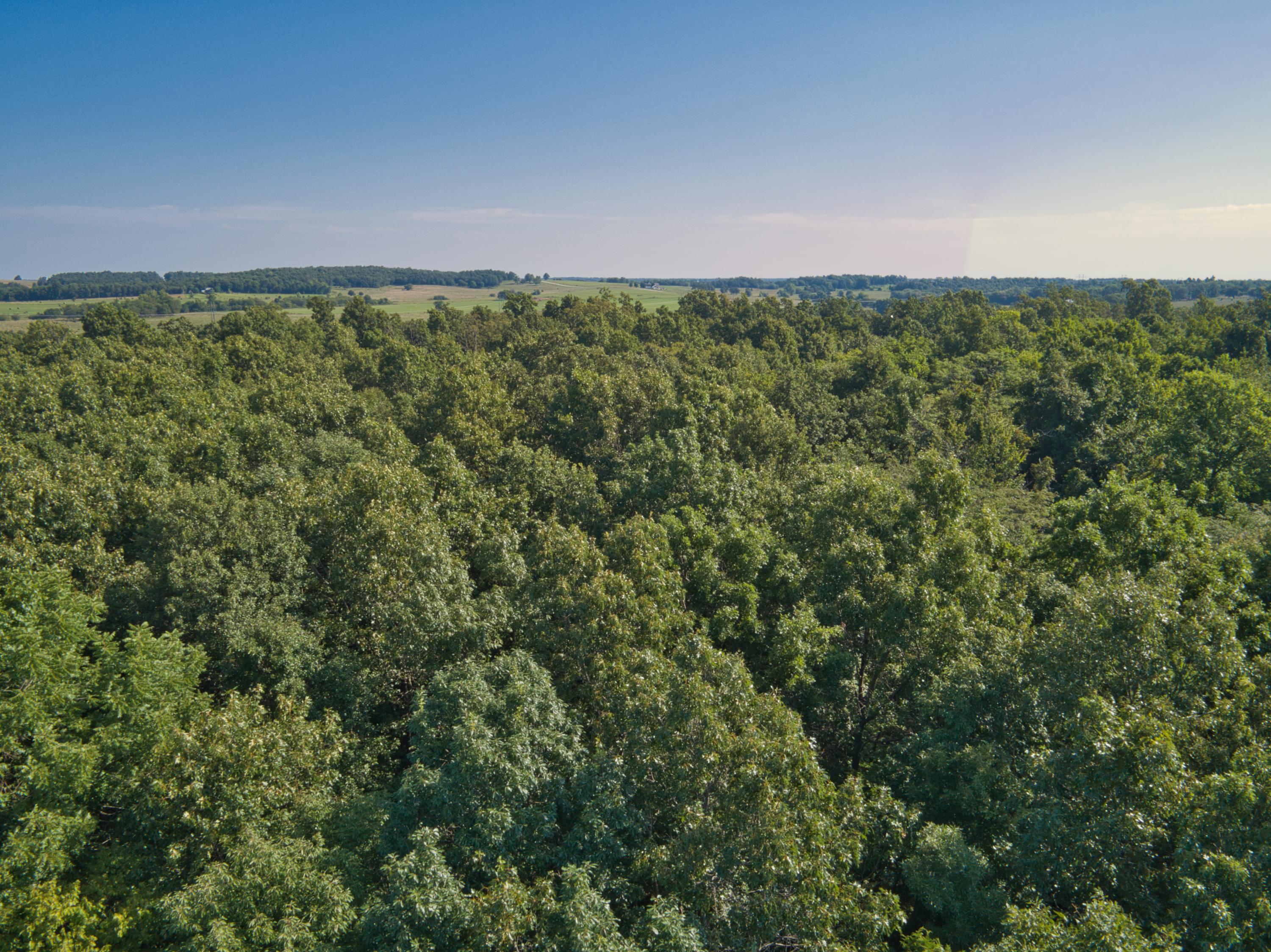 Photo 7 - Land for sale – 000 E 517th Road   Halfway, MO